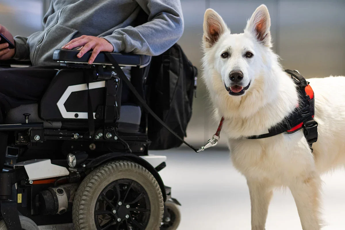 Emotional Support Animal vs. Service Animal: Understanding the Key Differences