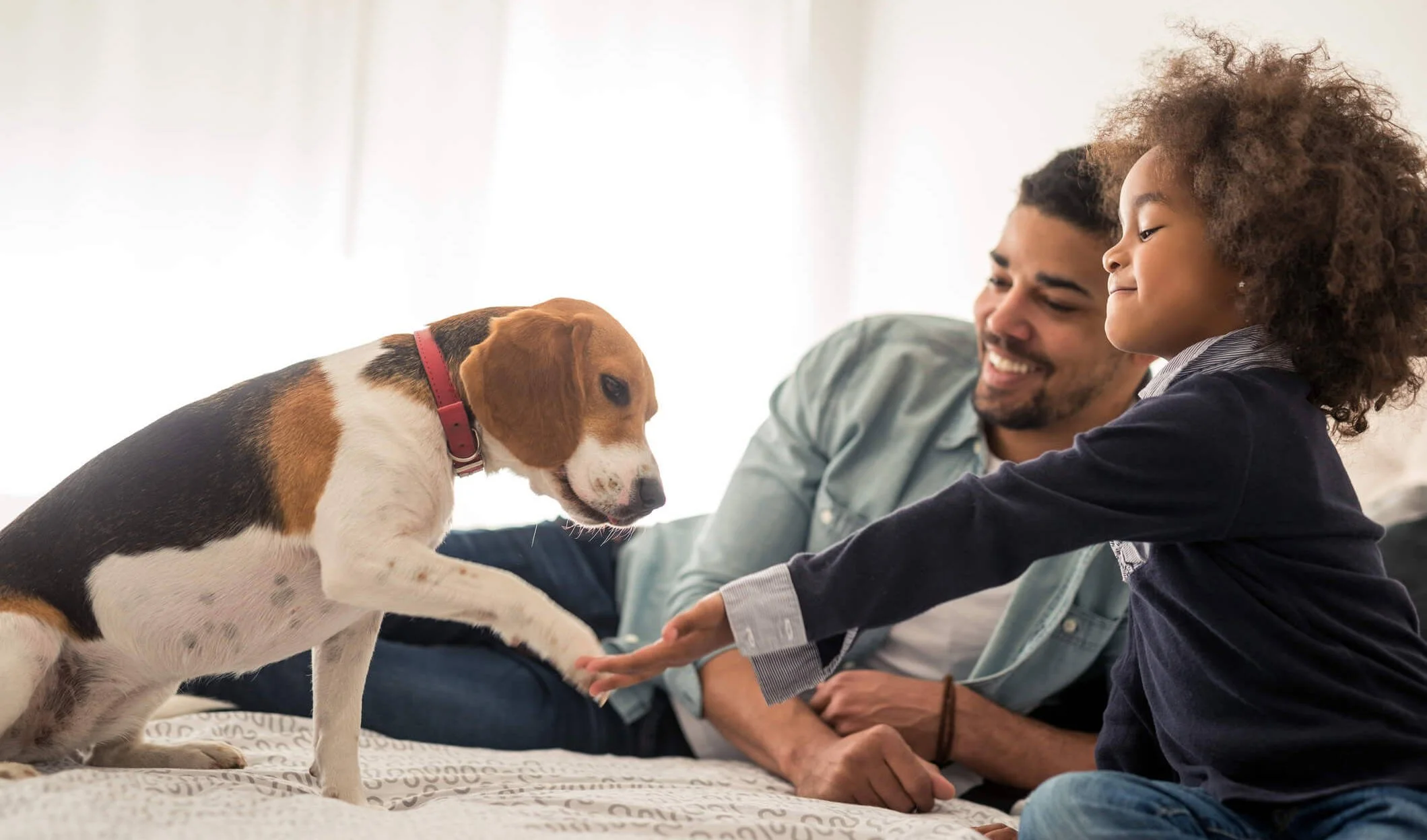 How to Choose the Right Animal for Emotional Support Needs