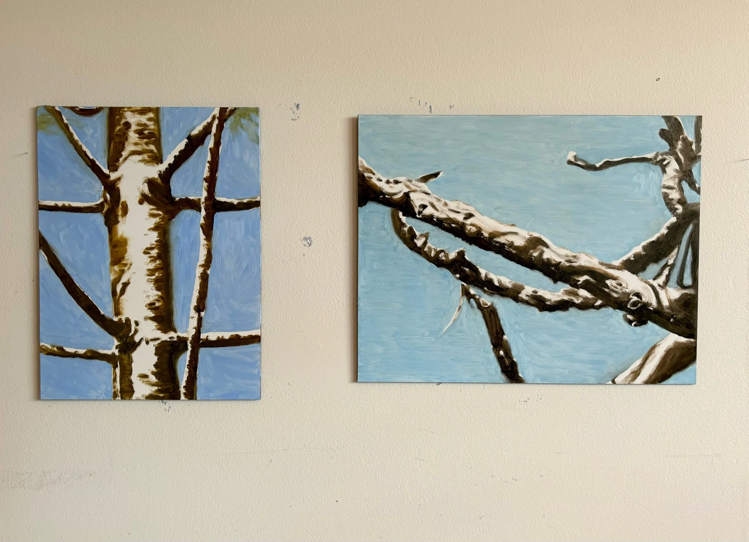 Bunya Pine II and Entanglement