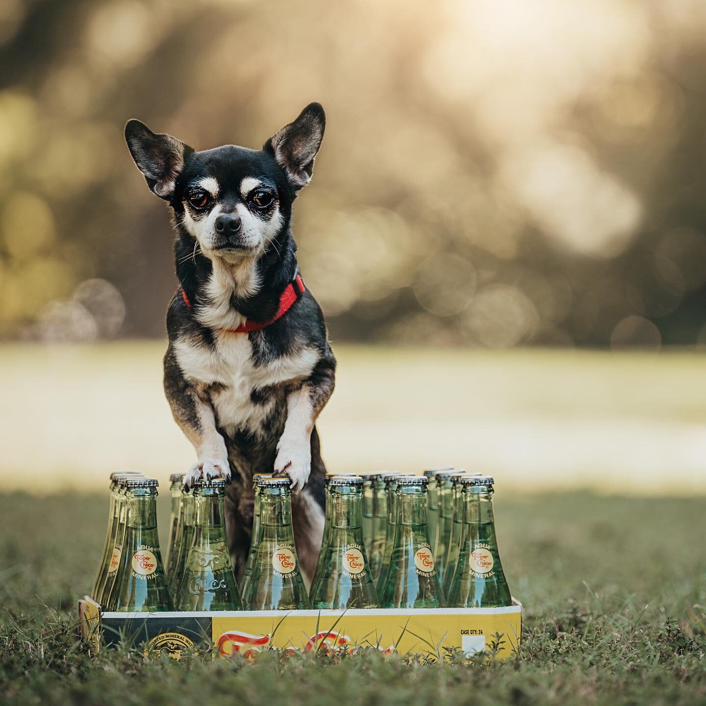 When you photograph a pup named Topo Chico, obviously you have to pick up a flat on your way. 
Pair him (well, his namesake) with some lime juice and tequila for my favorite warm weather drink and have a lovely Friday! 🥳😘💃🏼🕺
This little man is #