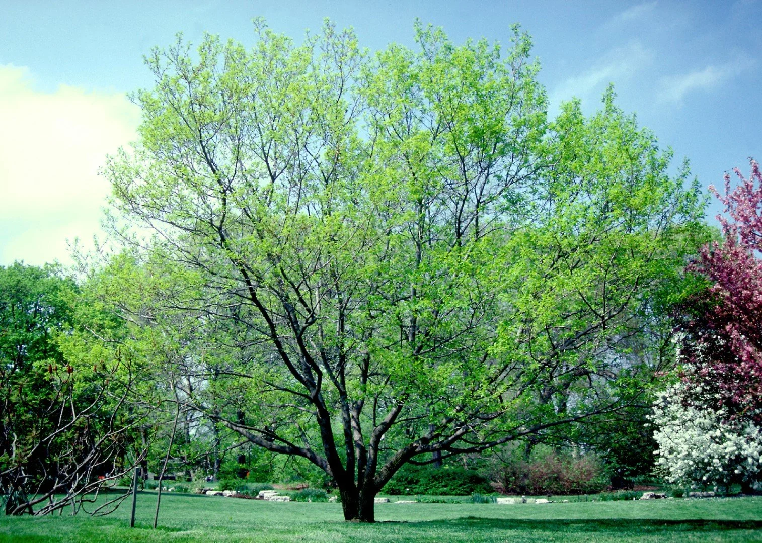 The Tree That Owned Itself — Old School History Museum