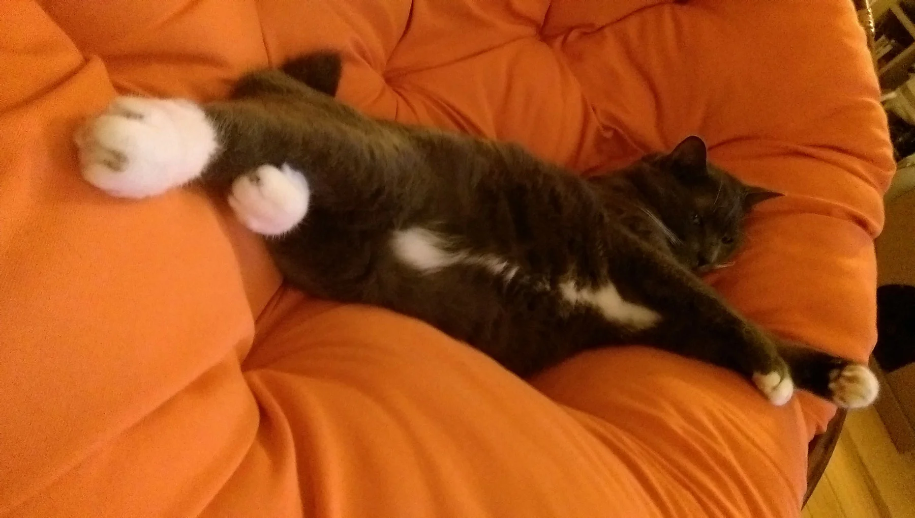 New Year's Update: Gigs + Workshops: Berkeley, SF, Vallejo, Healdsburg