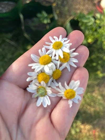 tiny white flowers.jpg
