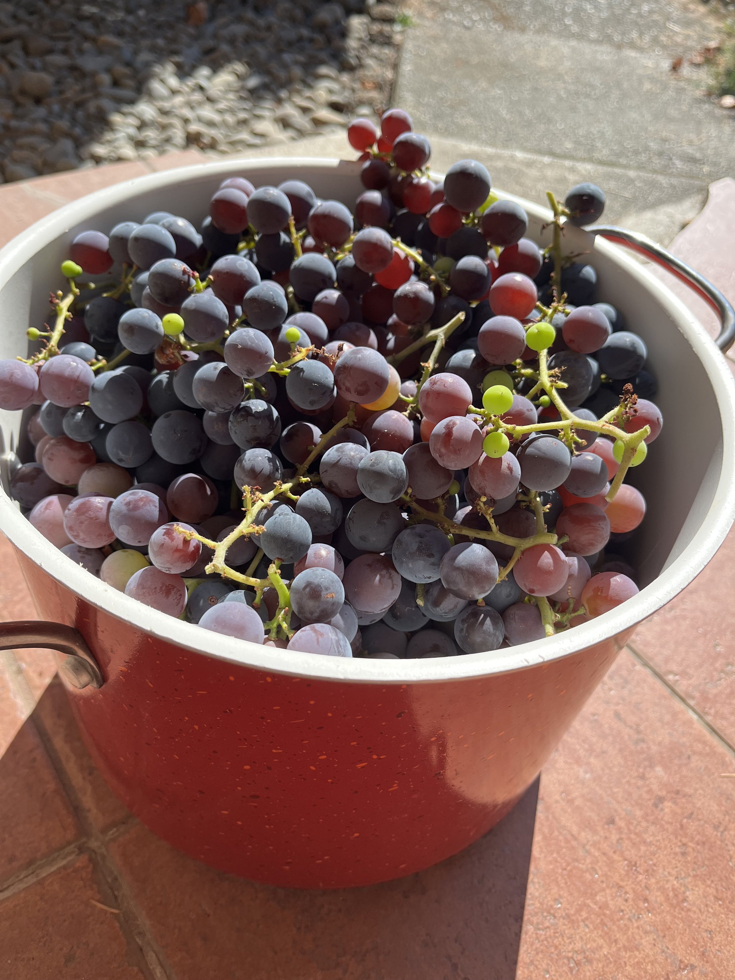 IMG_0958.jpg