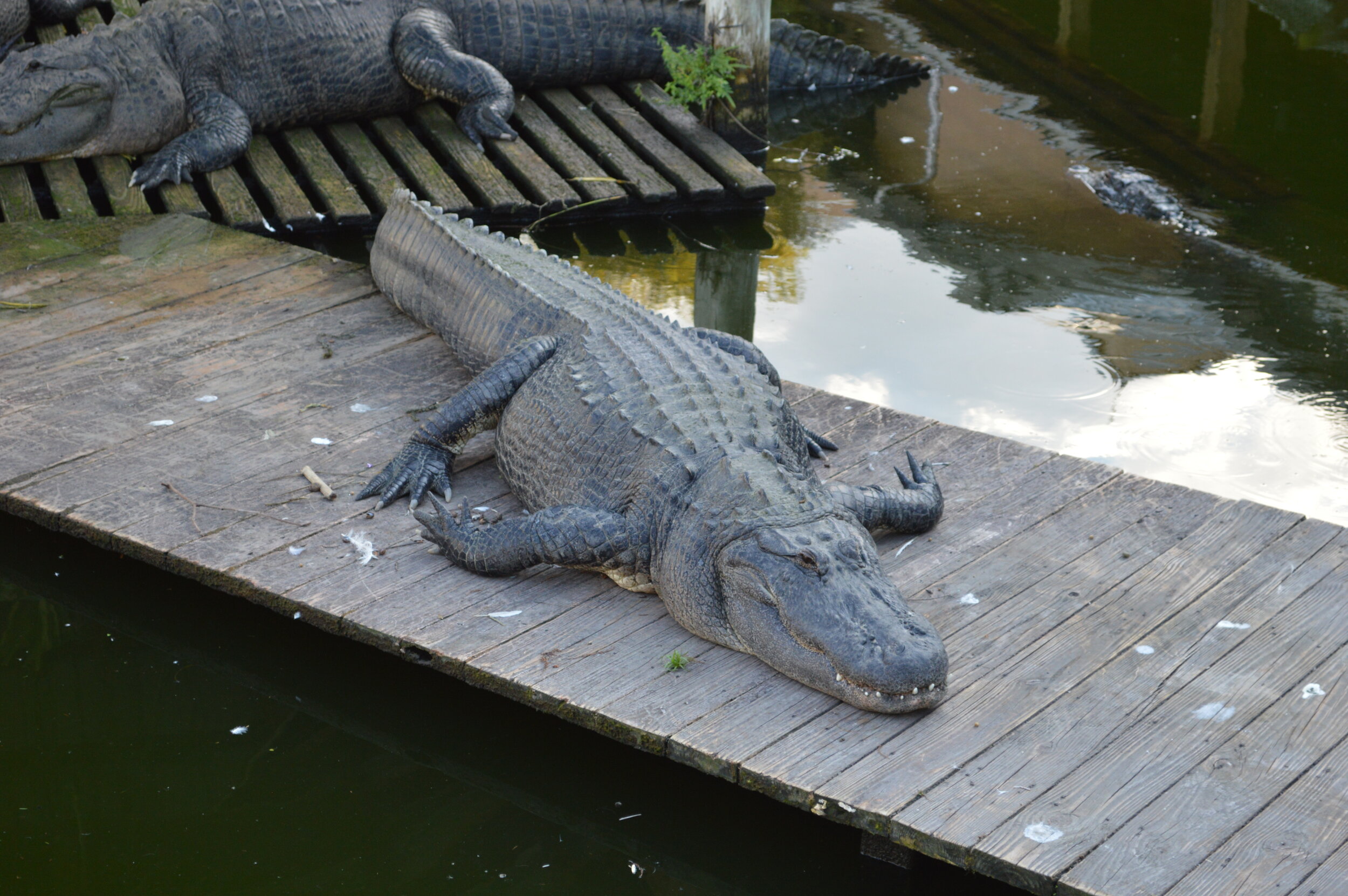 Gatorland 10.14 (35).JPG