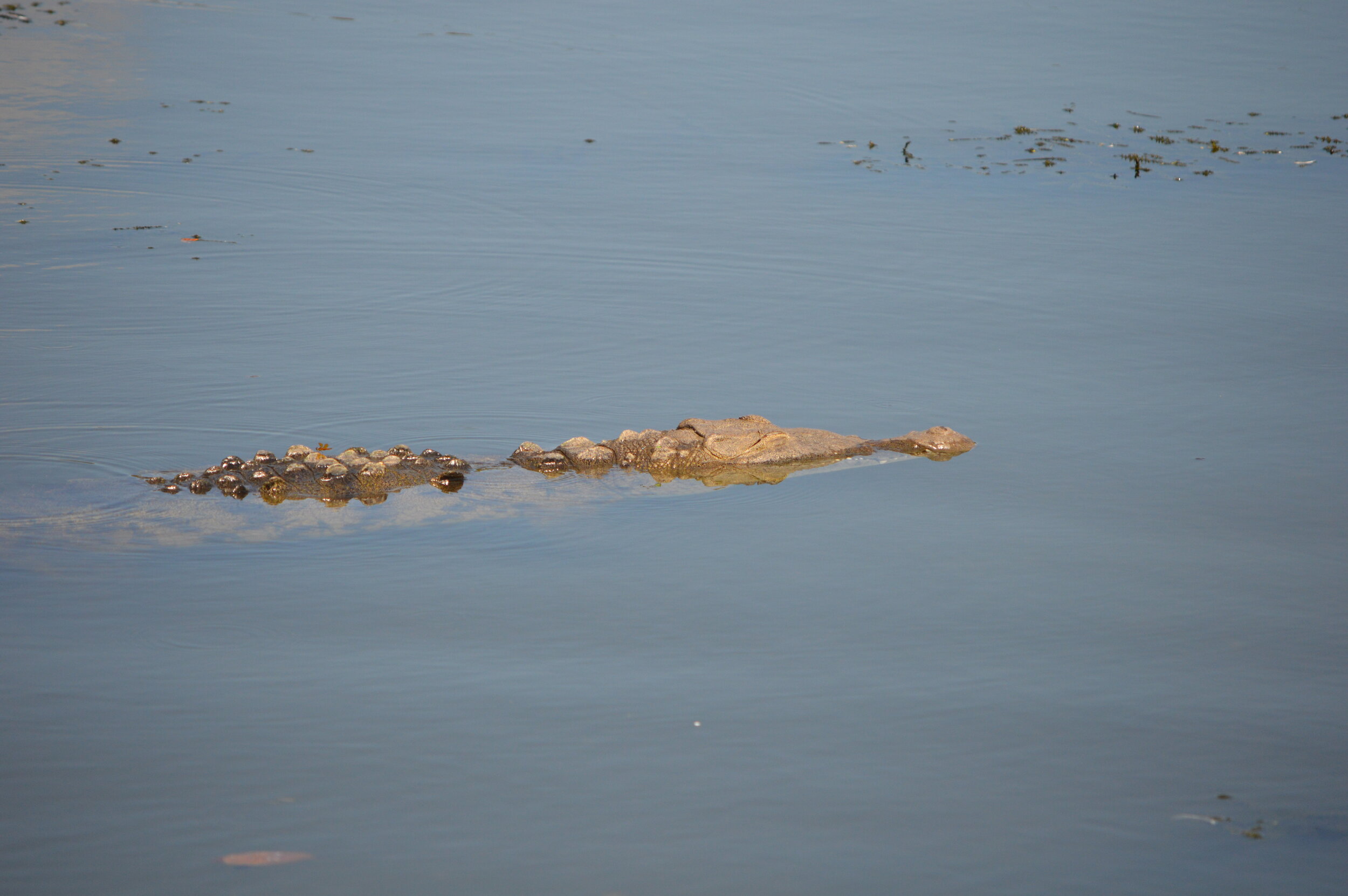 Gatorland 10.14 (55).JPG