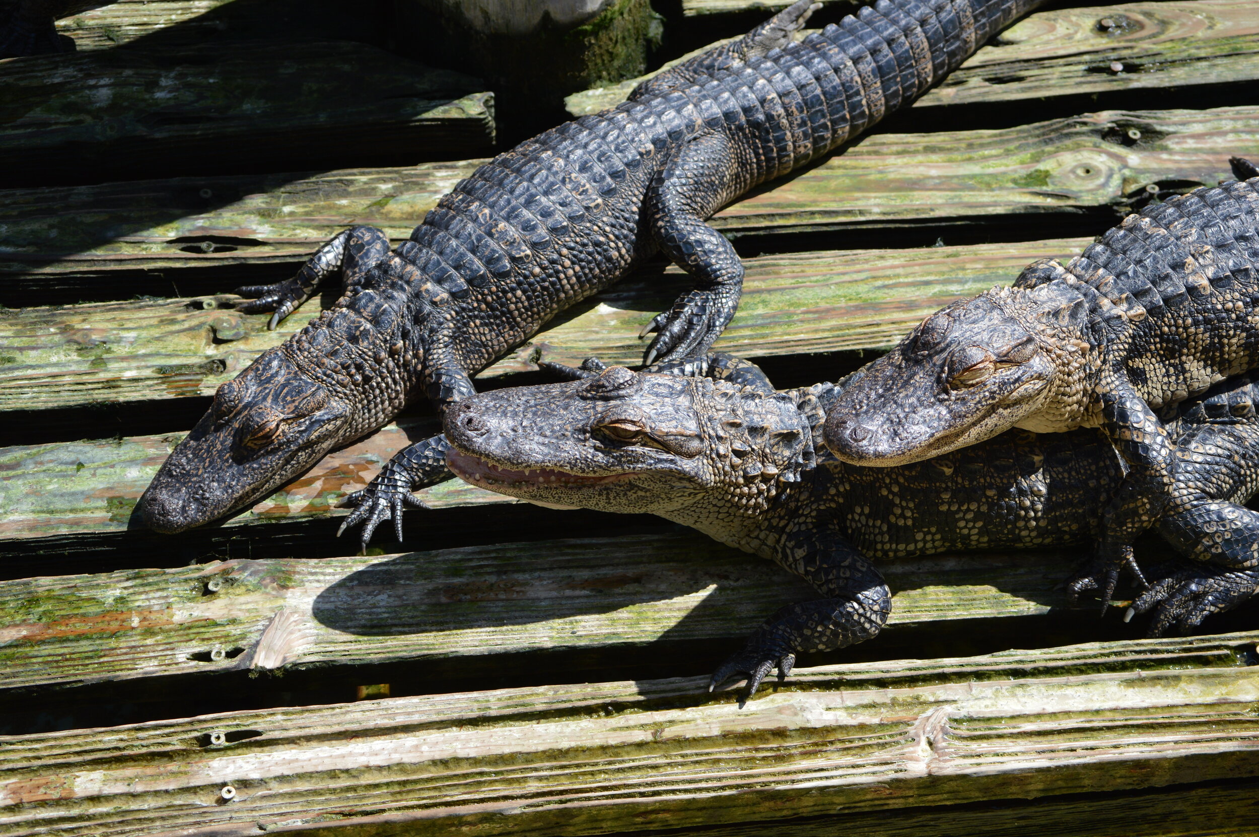 Gatorland 10.14 (61).JPG