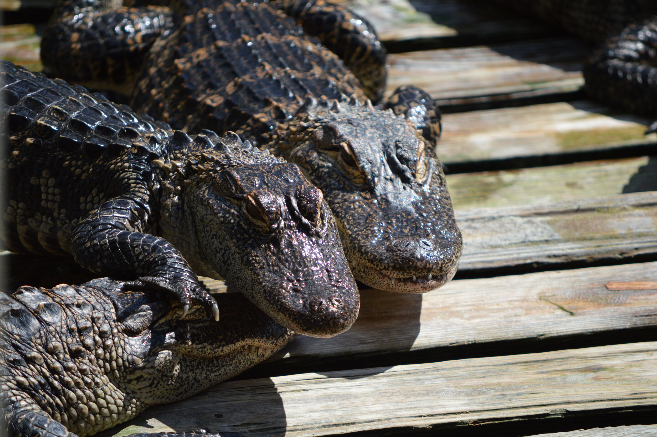 Gatorland 10.14 (72).JPG