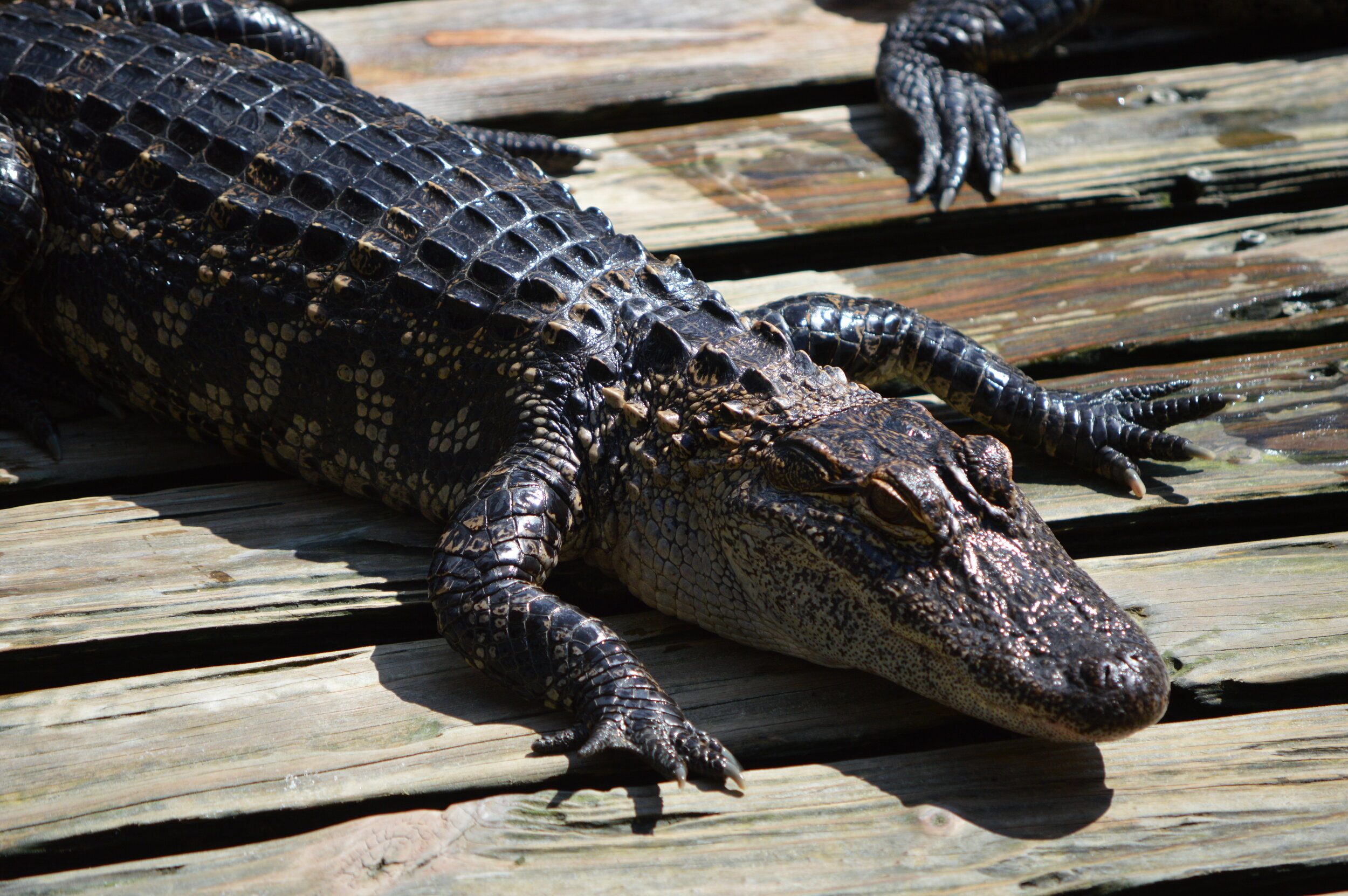 Gatorland 10.14 (74).JPG