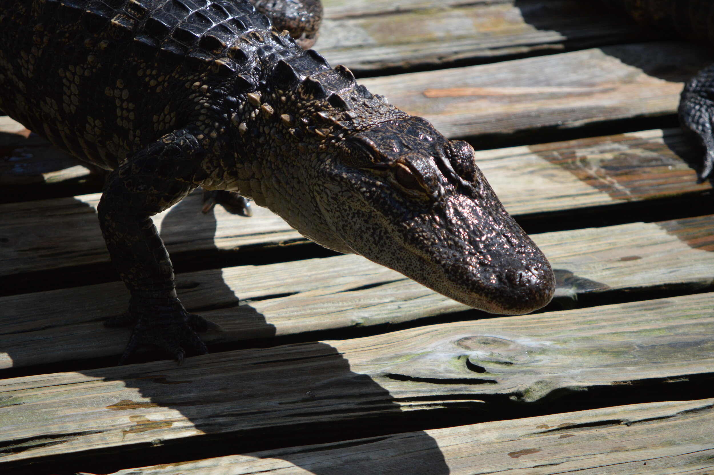 Gatorland 10.14 (73).JPG