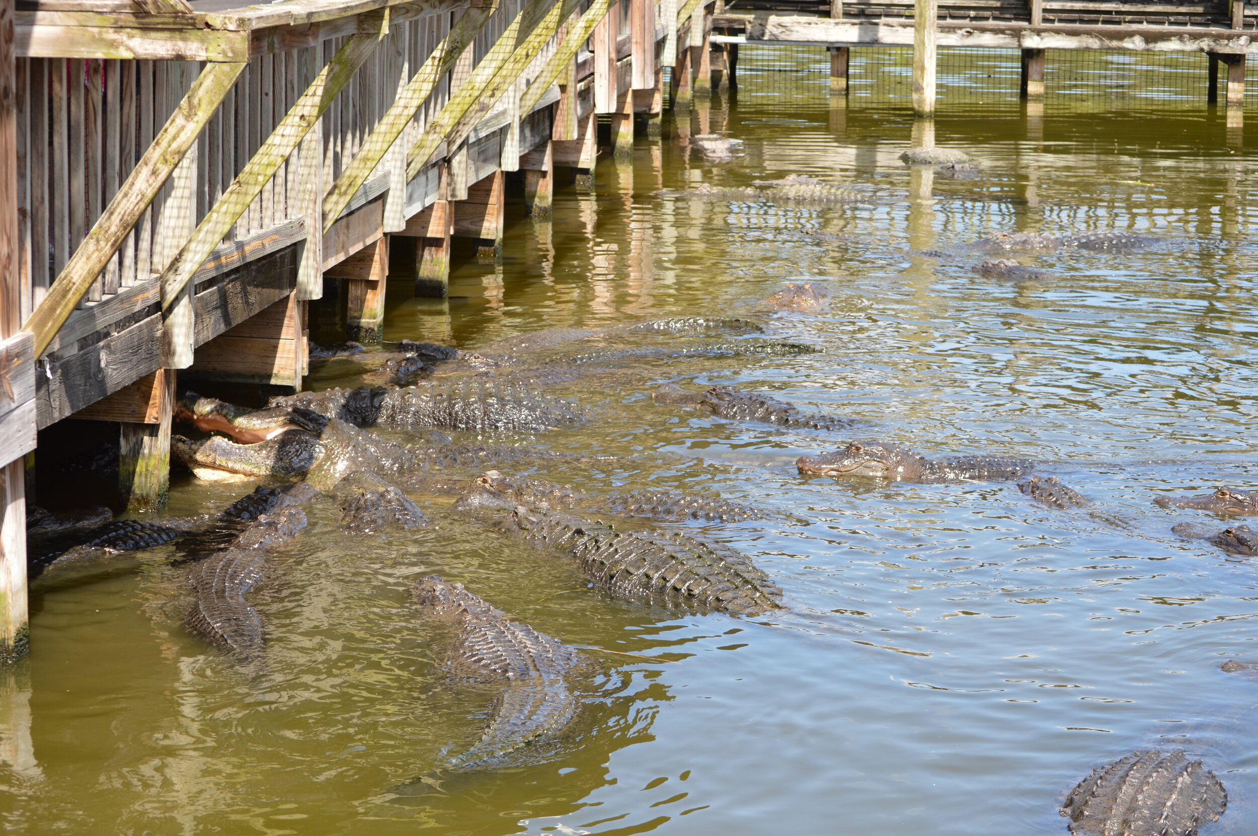 Gatorland 10.14 (95).JPG