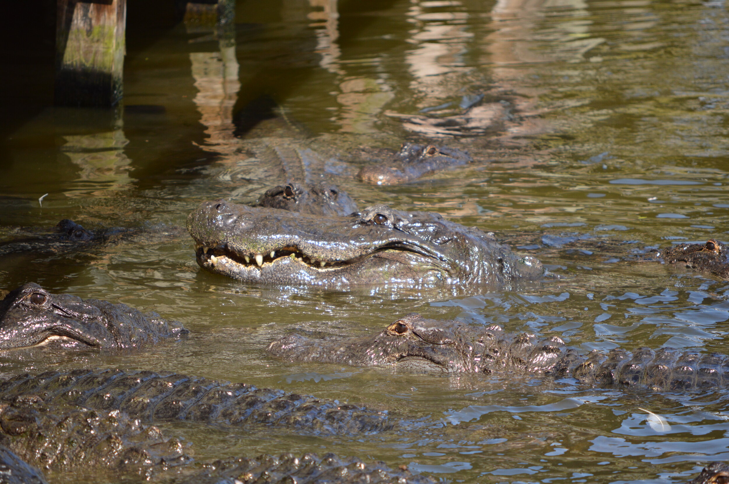 Gatorland 10.14 (99).JPG