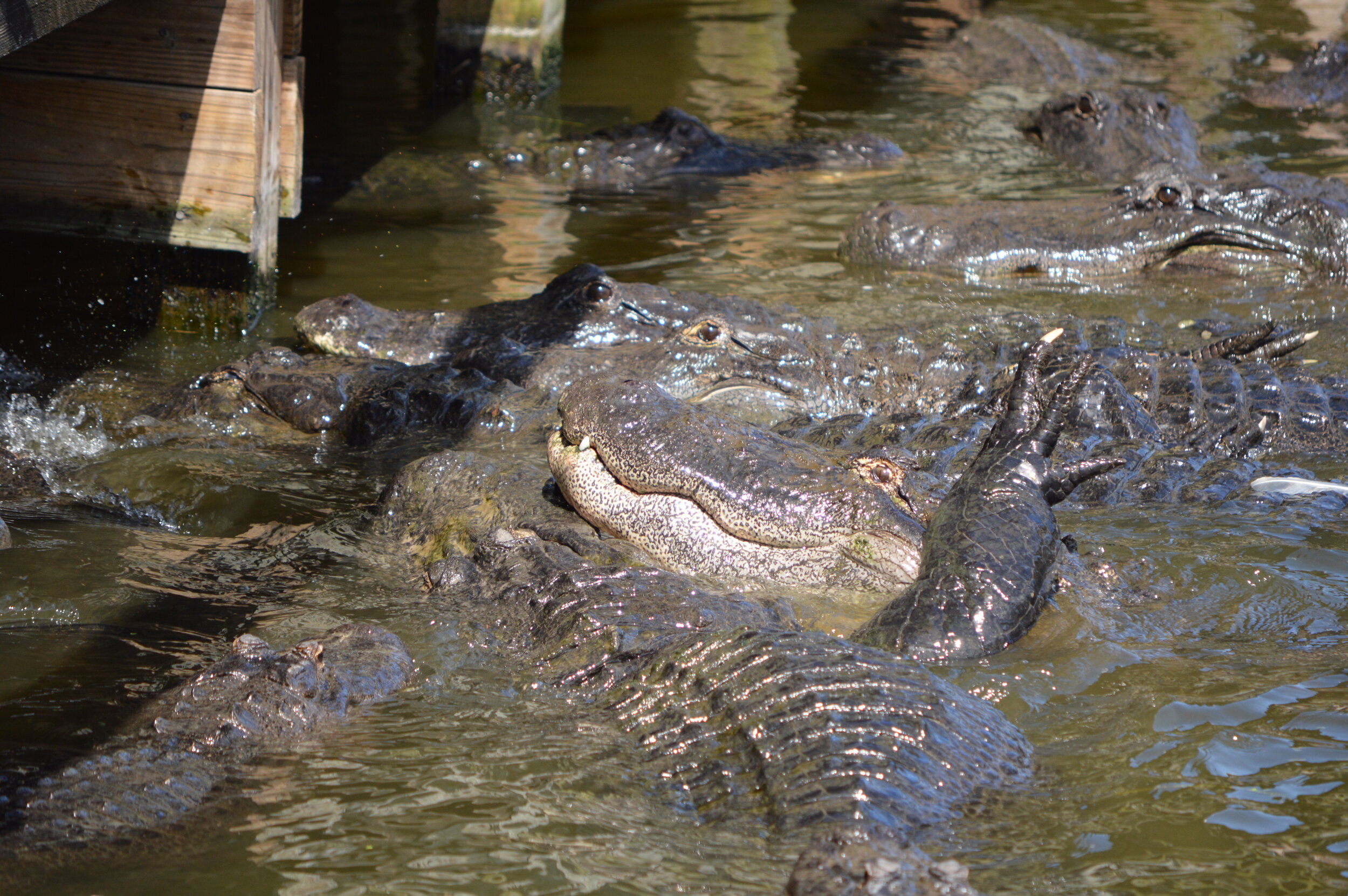 Gatorland 10.14 (101).JPG