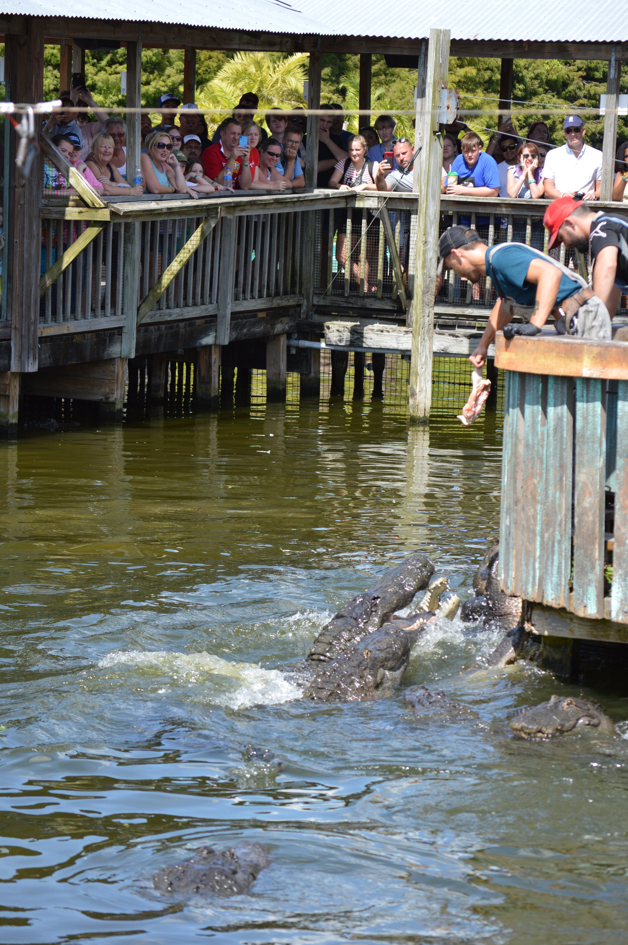 Gatorland 10.14 (155).JPG