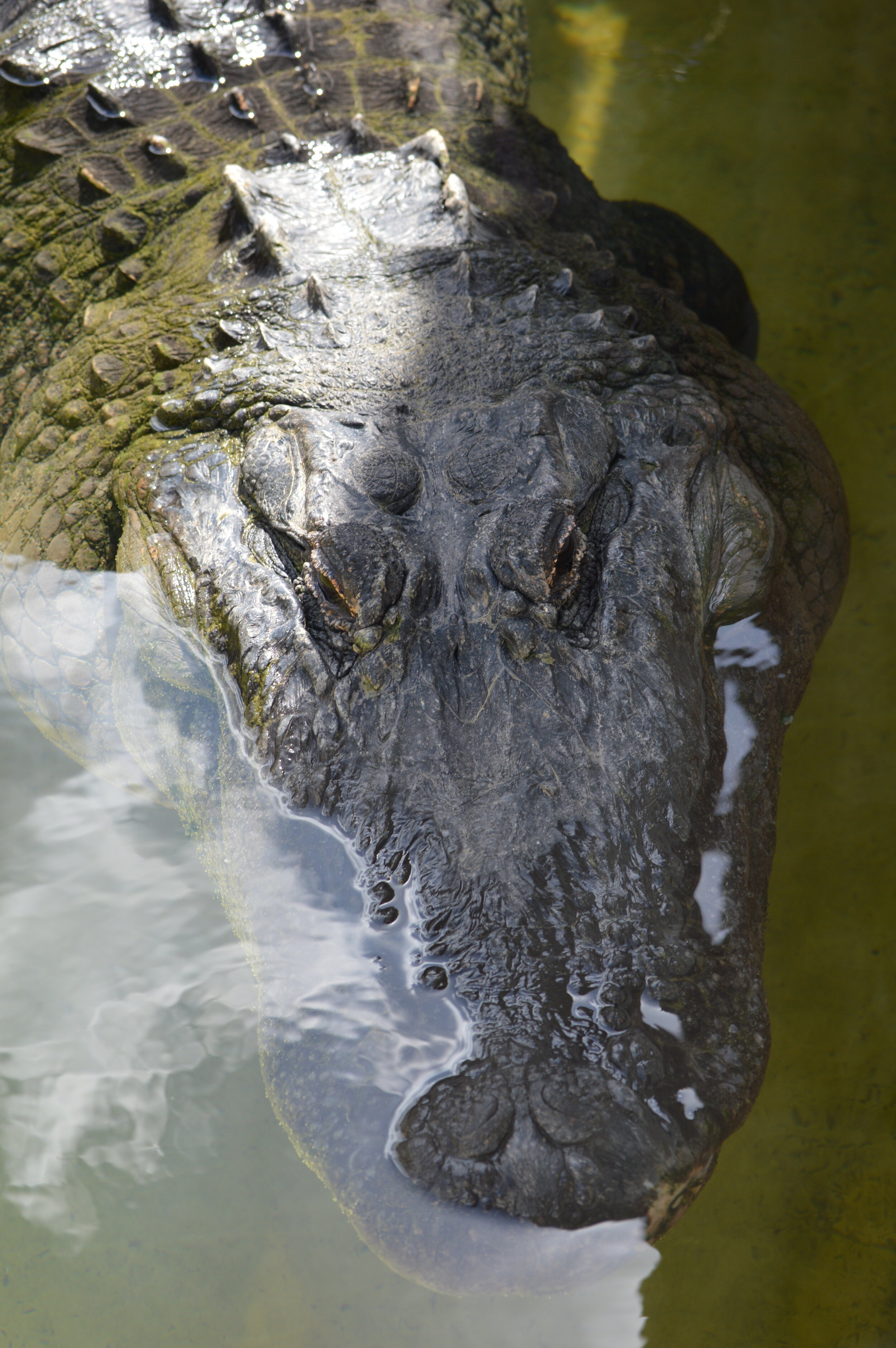 Gatorland 10.14 (173).JPG