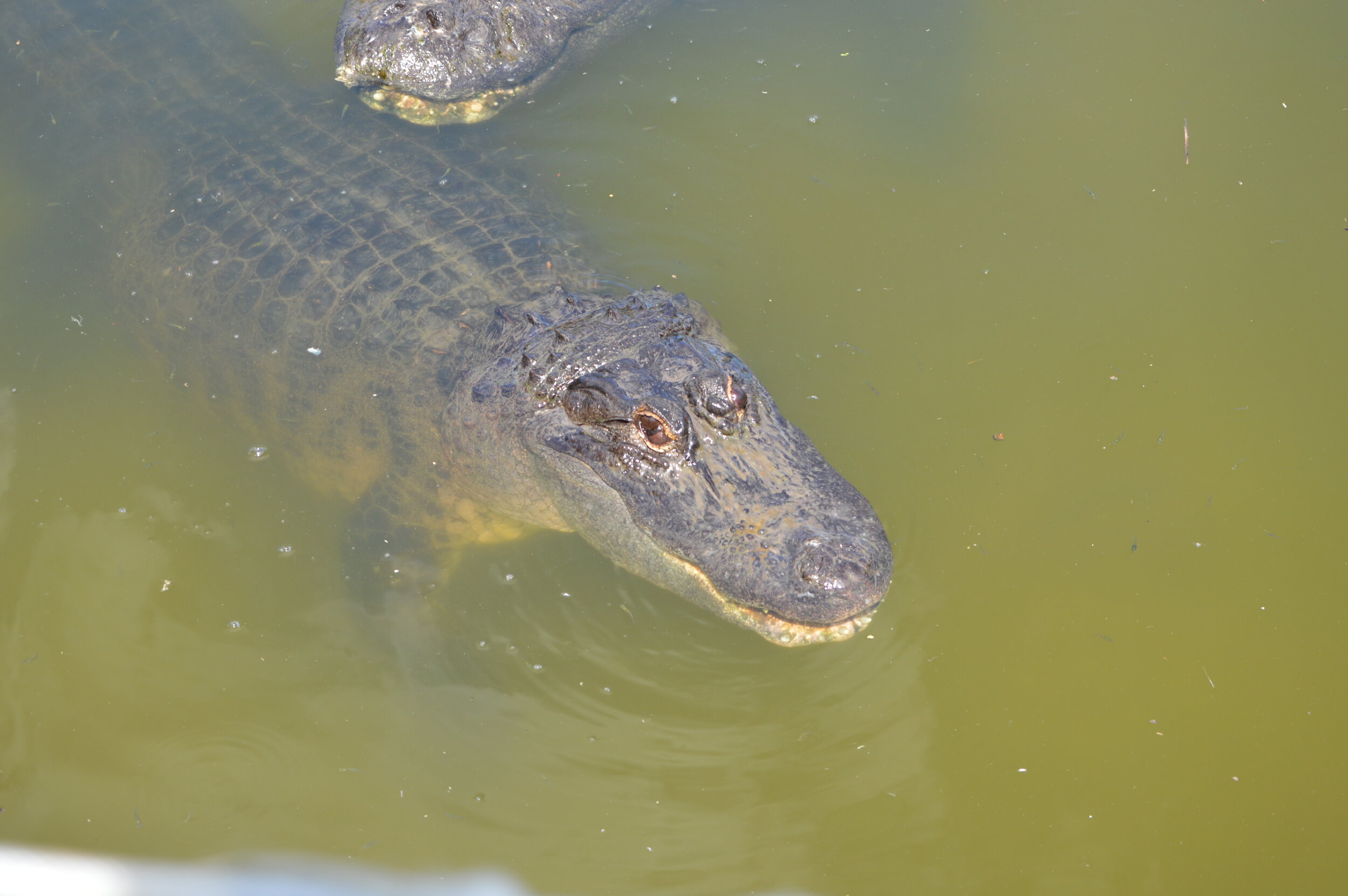 Gatorland 10.14 (181).JPG