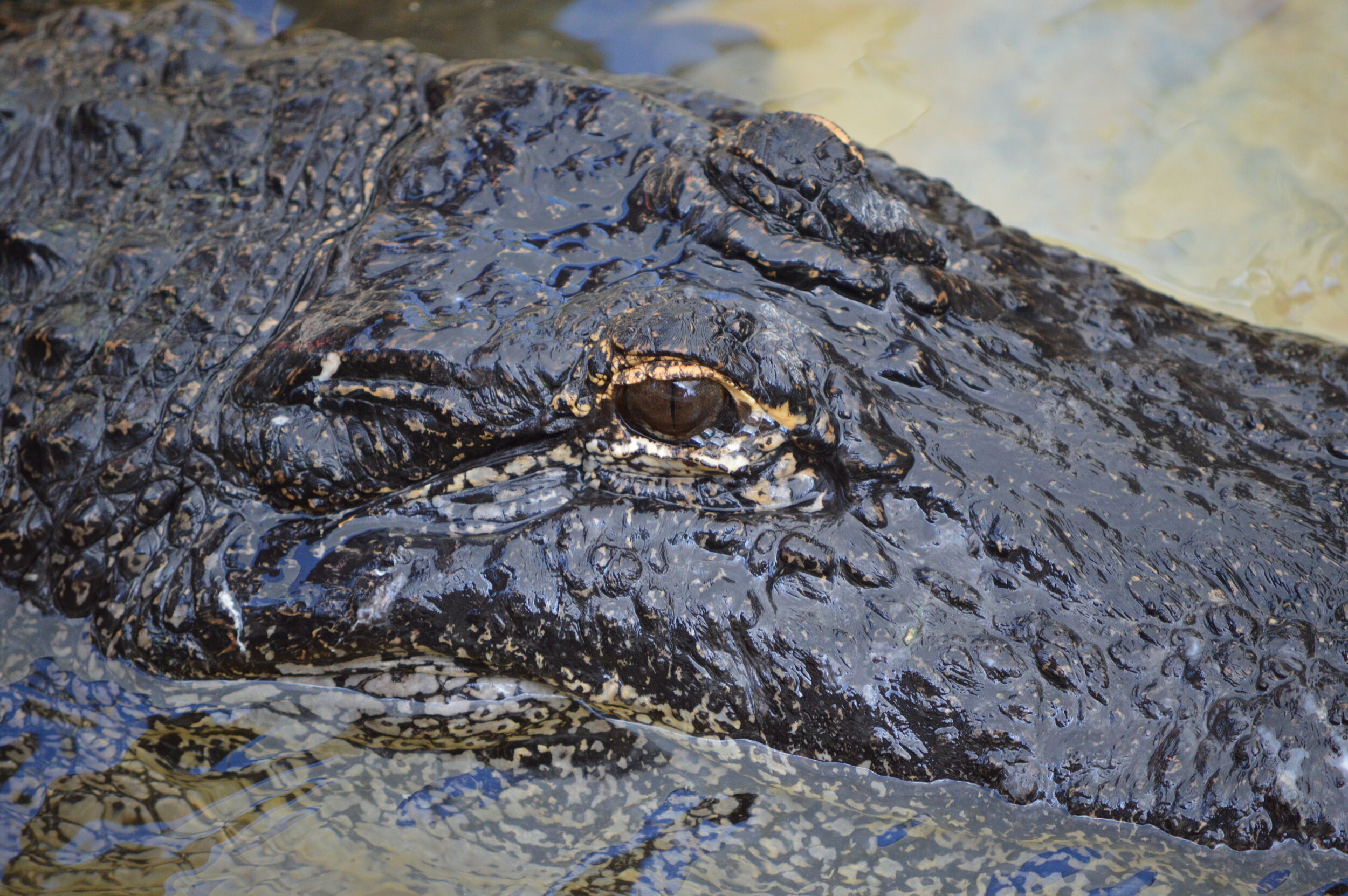 Gatorland 10.14 (276).JPG