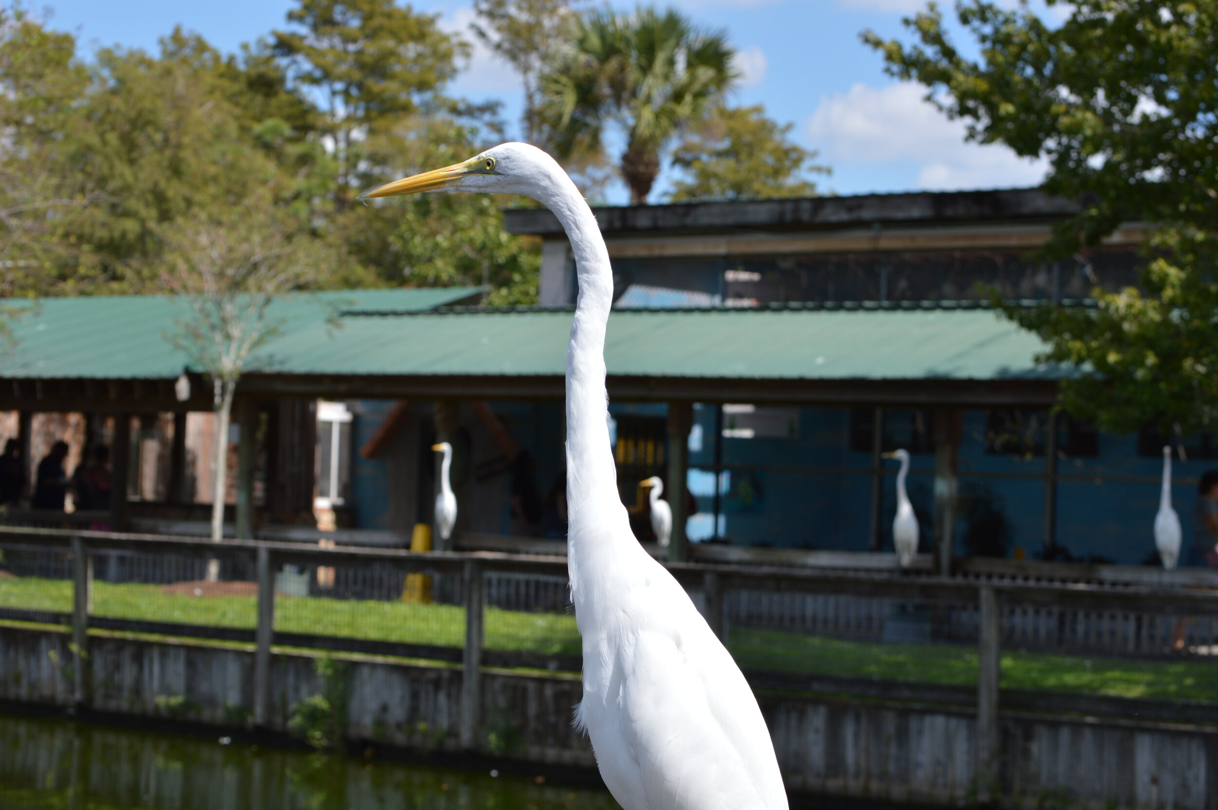 Gatorland 10.14 (176).JPG