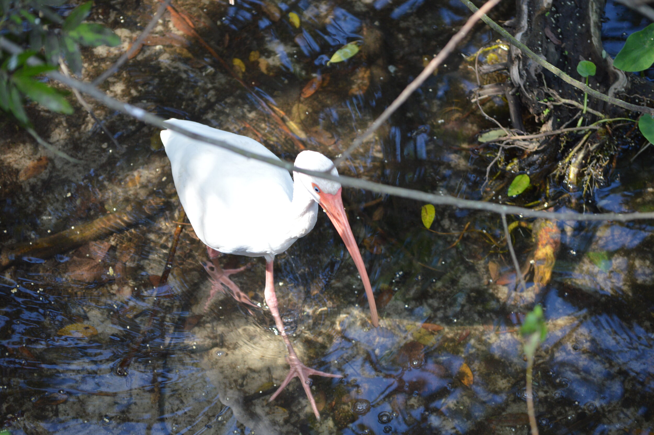 Gatorland 10.14 (345).JPG