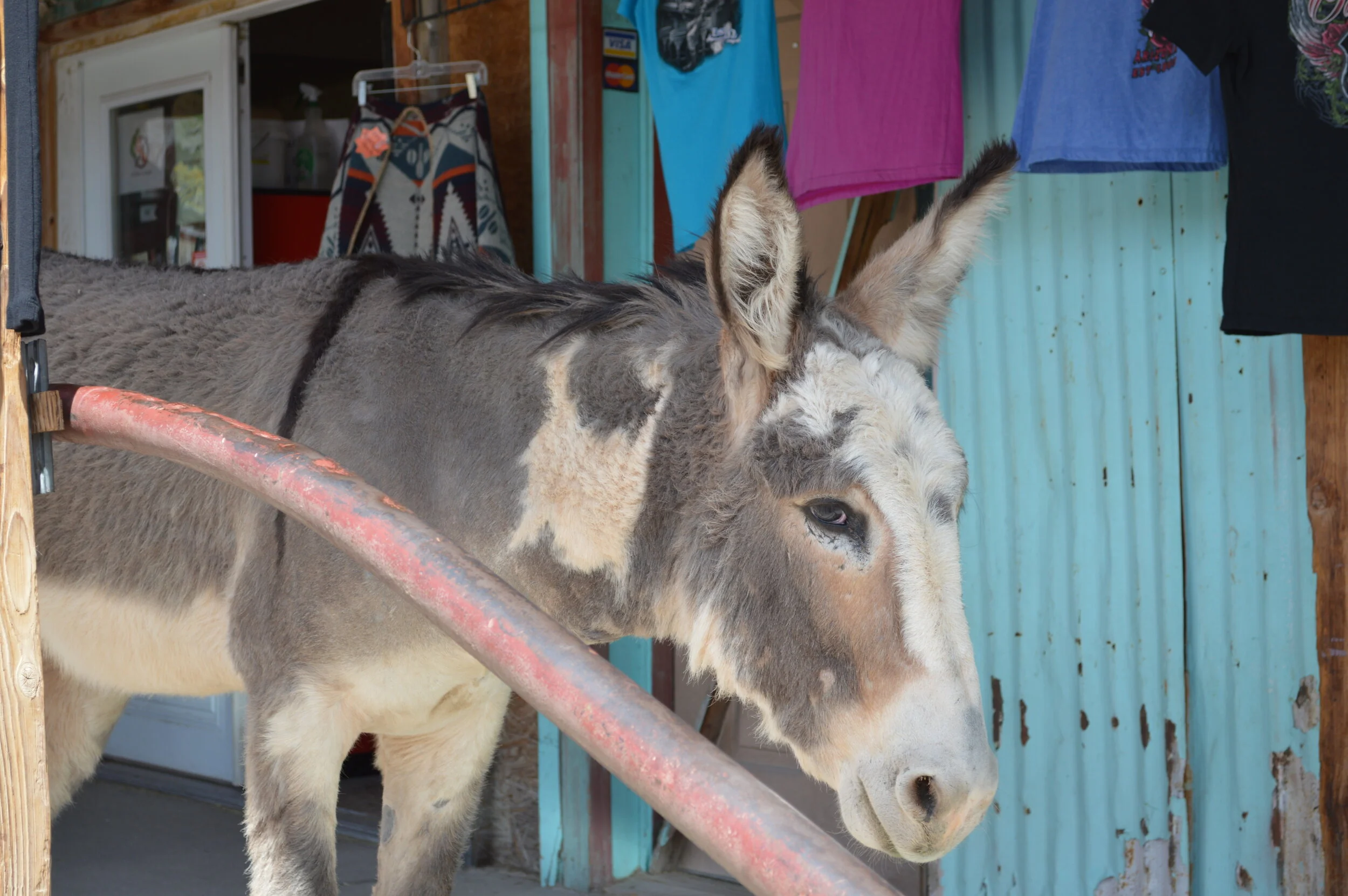 Oatman Arizona