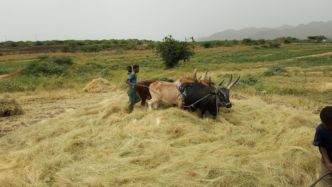 Alemu;s farm 2.jpg