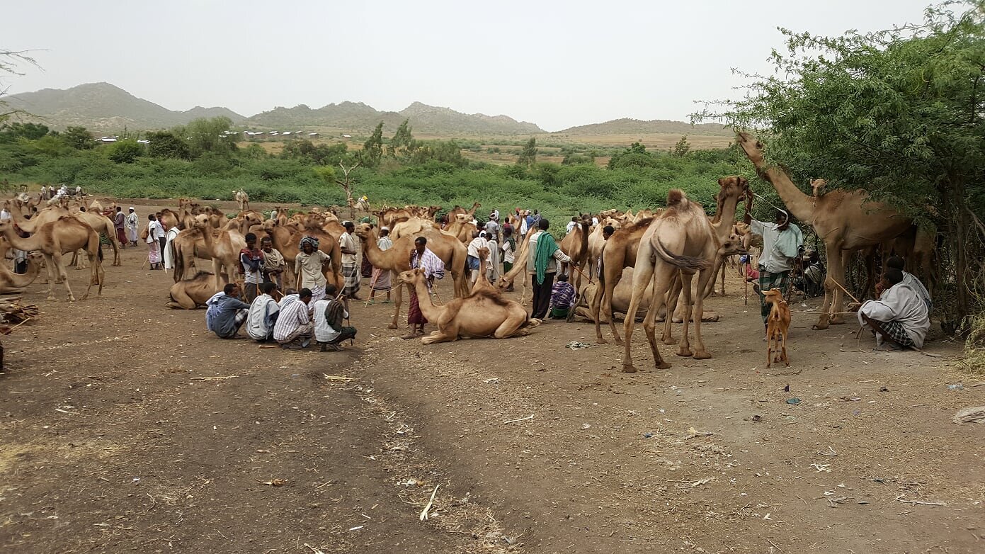 Bala Camel Markewt.2.jpg