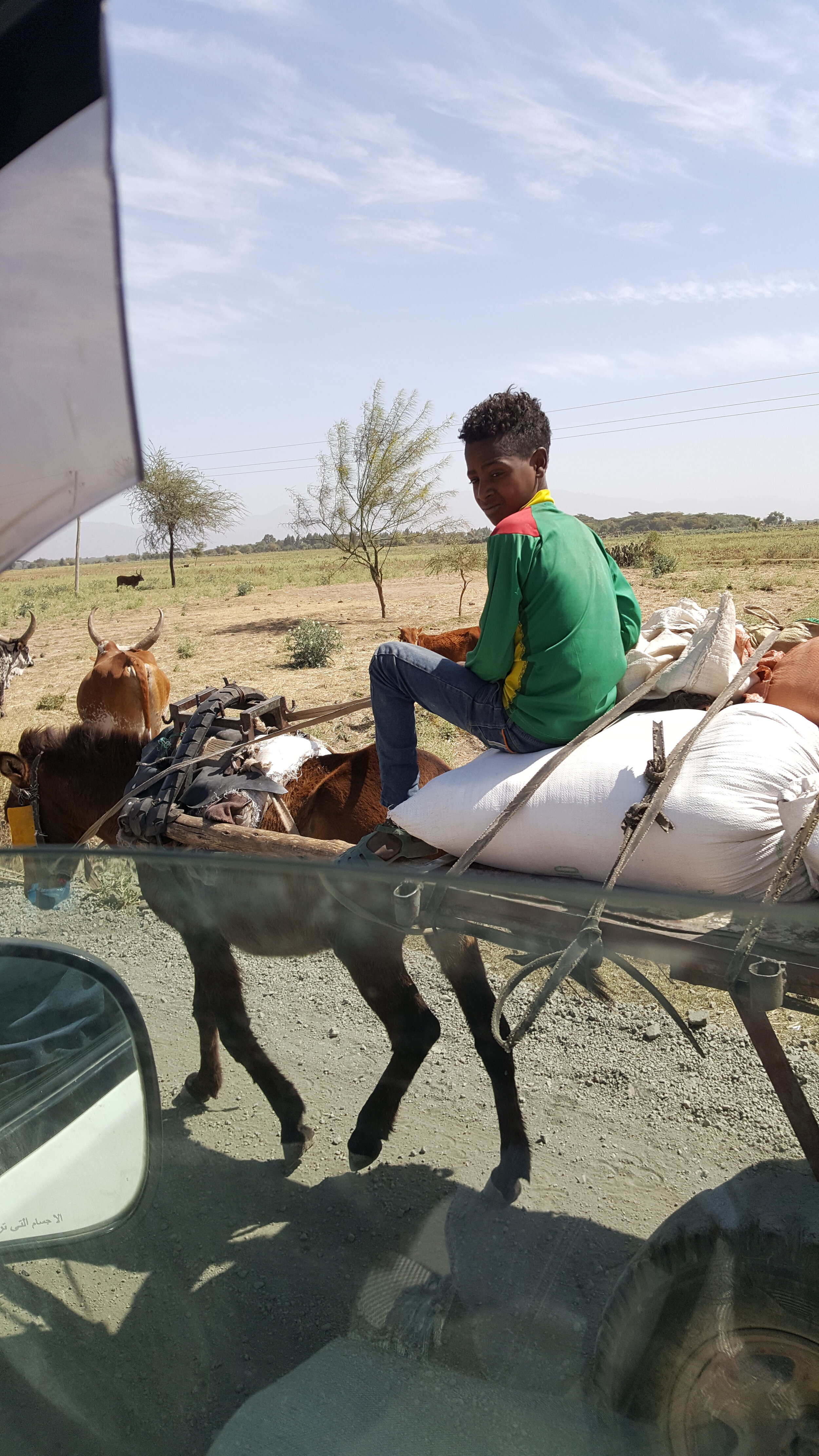 boa on a donkey.jpg