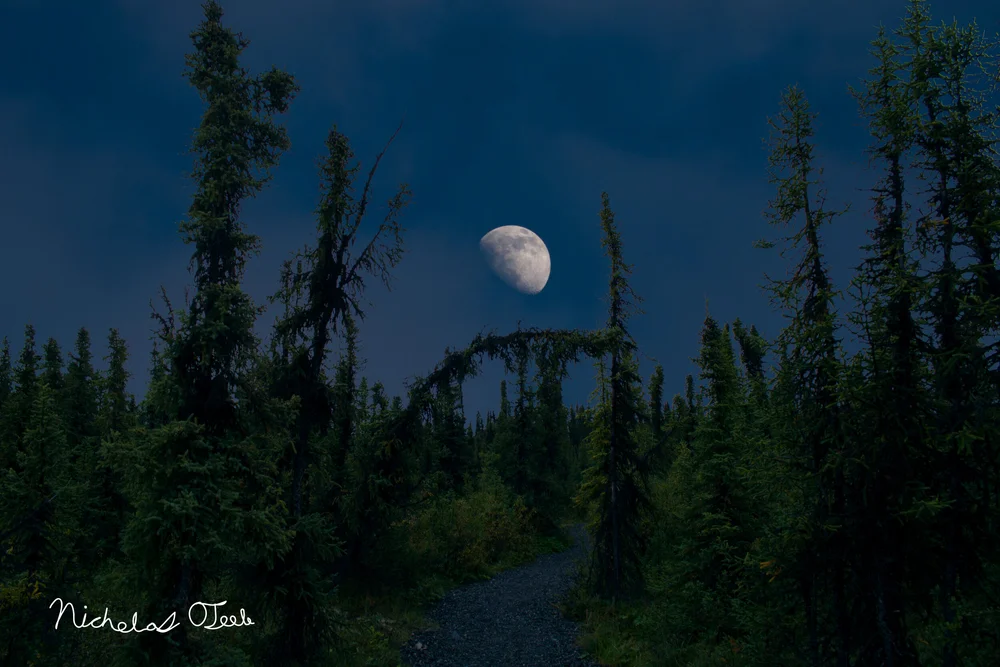 Moonrise with the Pines — Camera Clarity