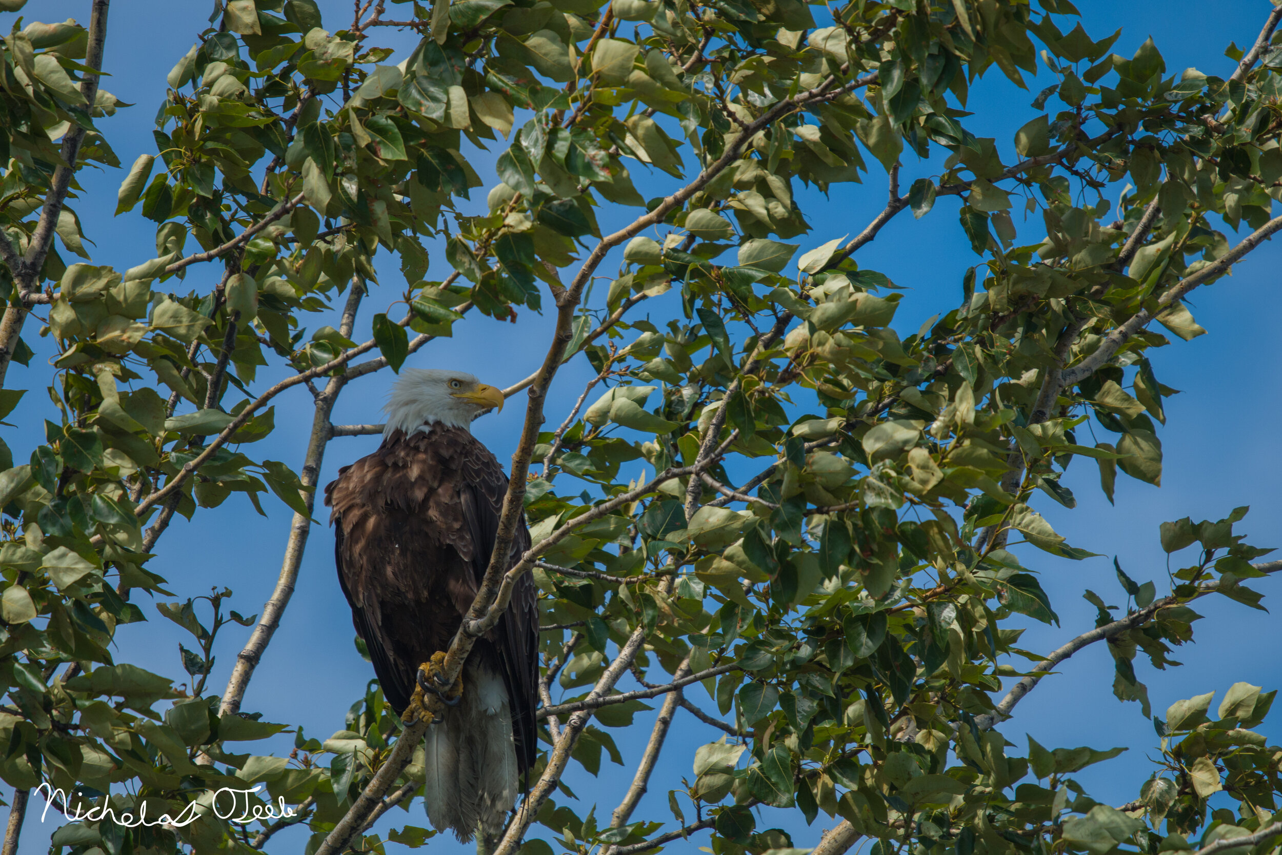 eagle perched in tree.jpg