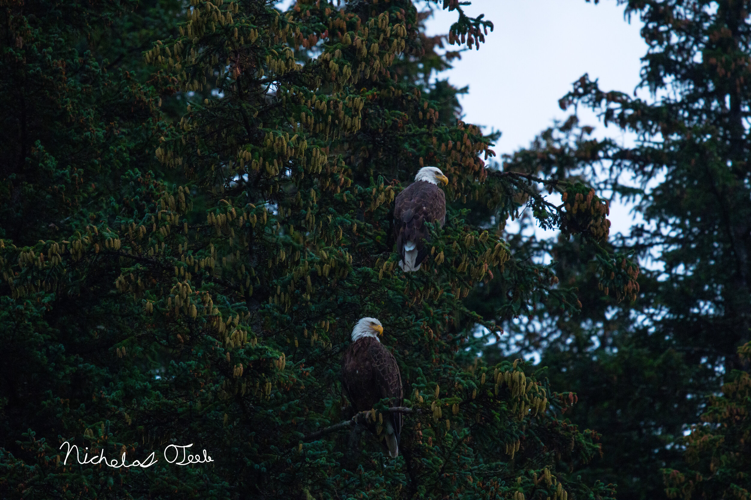 Alaska Bald Eagle Pair evergreen.jpg