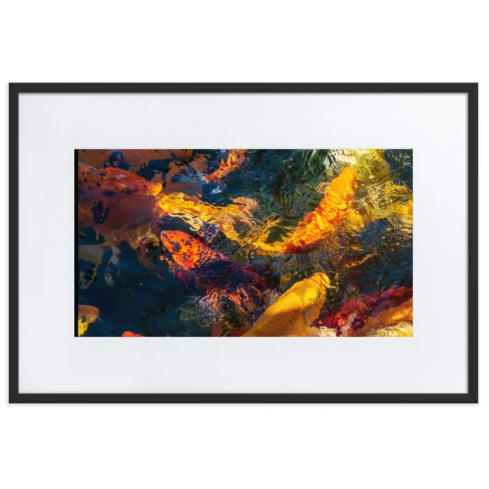 Coy-Koi-Wall-Art.jpg