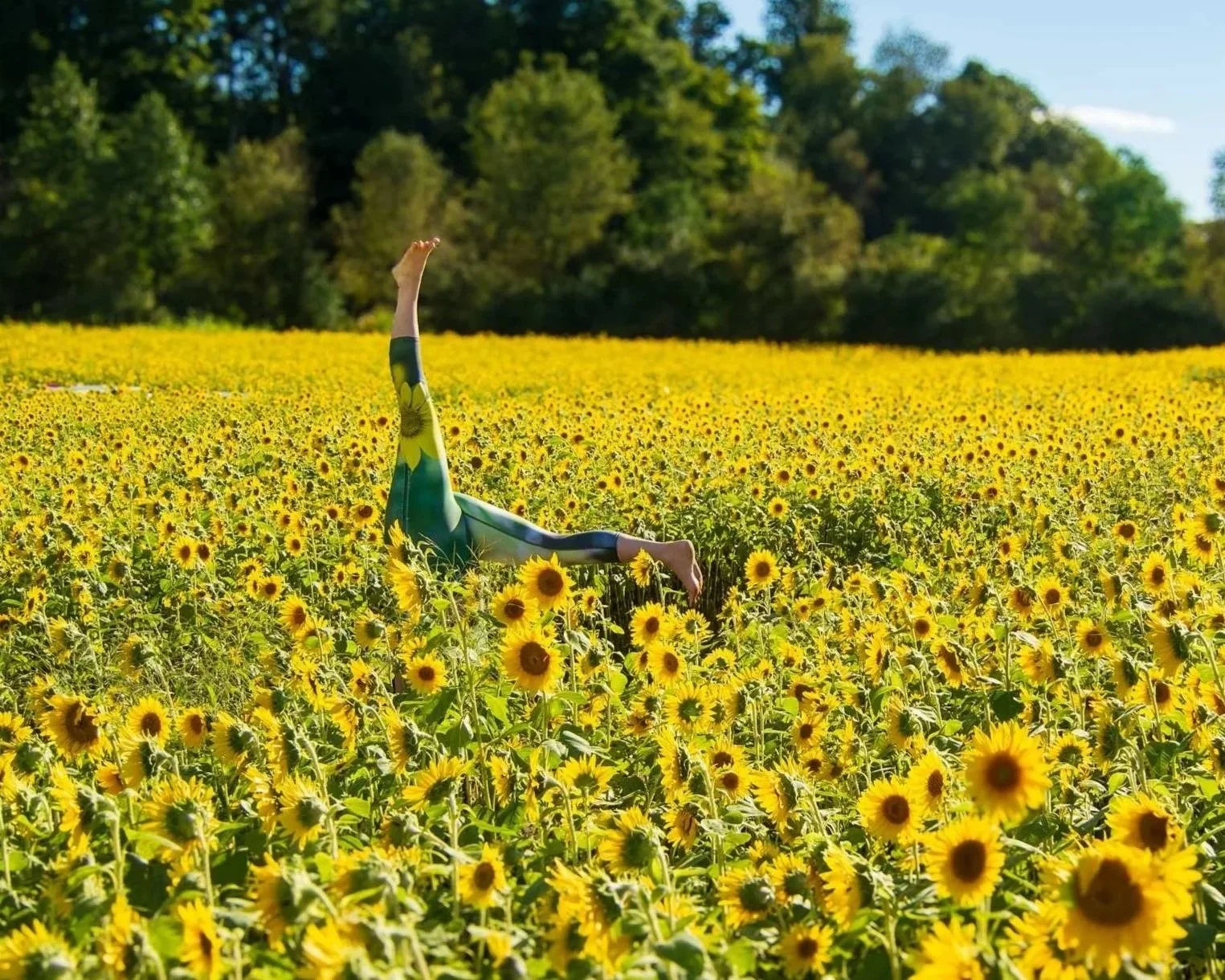 Sunflowers_DSC6133_web2.jpg