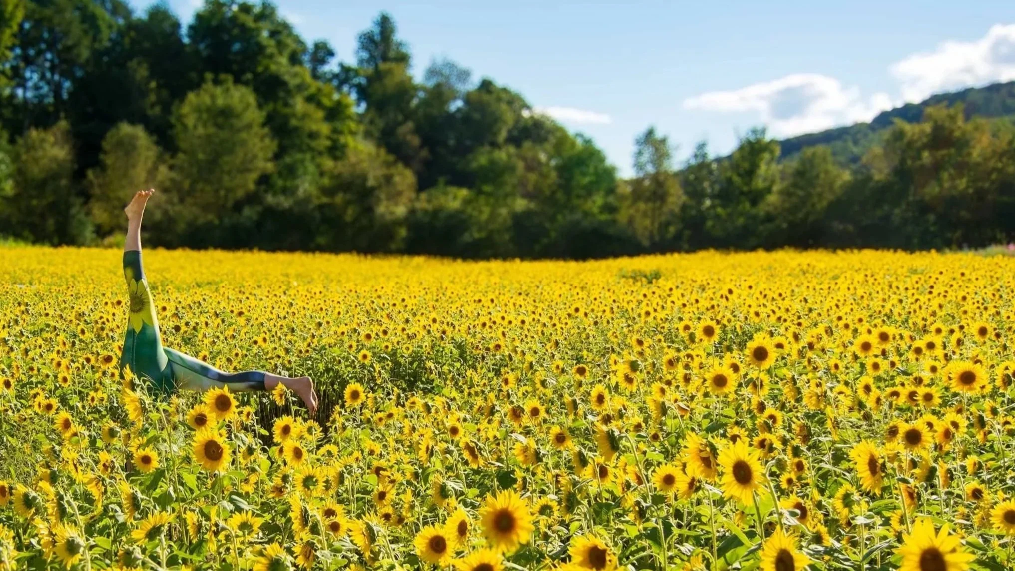 Sunflowers_DSC6133_web2.jpg