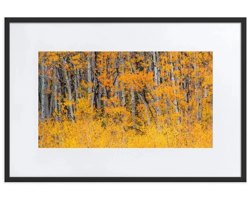 Golden Aspens Wall Art