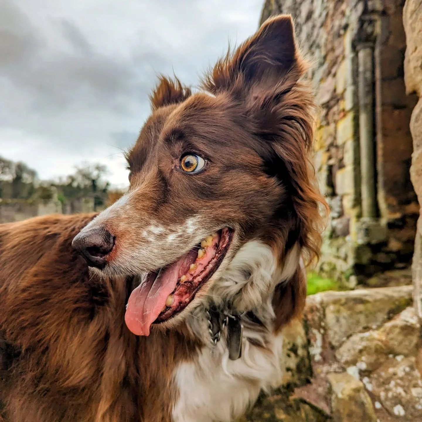 💛🤍🤎 Happy Birthday Bailey 🤎🤍💛
My gorgeous boy is 14 today! 
Blessed to have him. 

#dogsofinstagram #mylove #furbaby #furever #furmom