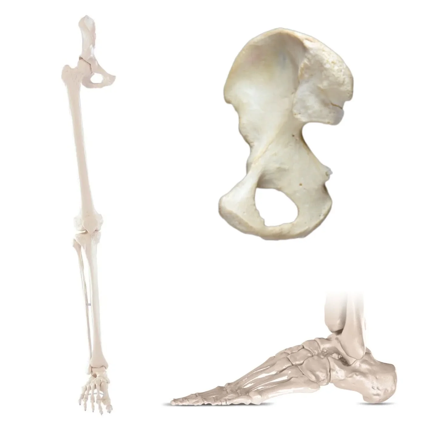 Amazing workshop yesterday exploring the connection between the feet &amp; pelvis with the ever interesting Gary Carter @naturalbodies_trainings &amp; @britishwheelofyoga.
Fascinating discussion, insights &amp; practice. So excited to bring this into