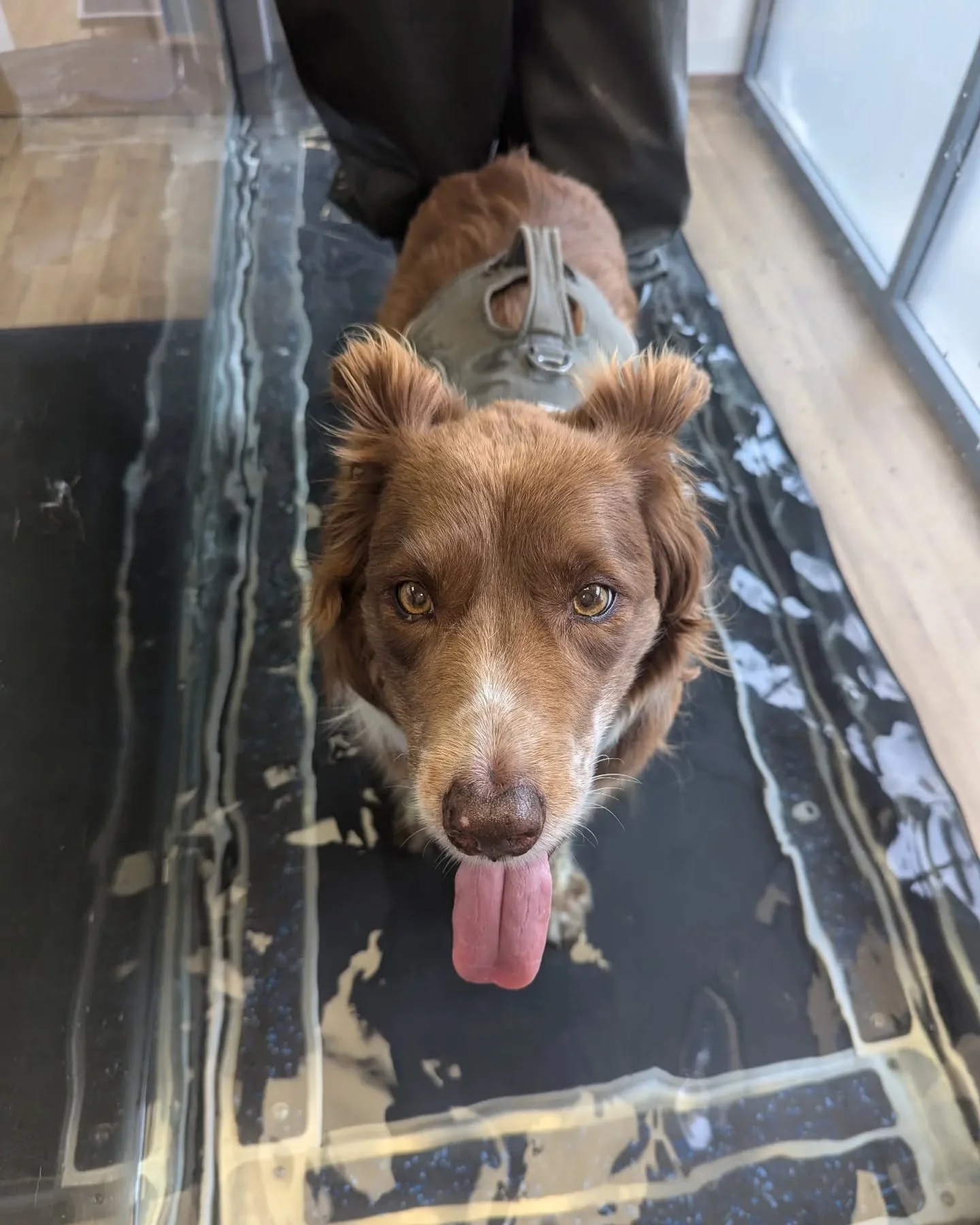 Thanks to everyone at @clenthillspetfitnessrehab for your help with Bailey - you've all been amazing &amp; I'm so sorry that the centre is closing 🥺😢
Wishing you all every success in your future 🩵 thank you 🙏