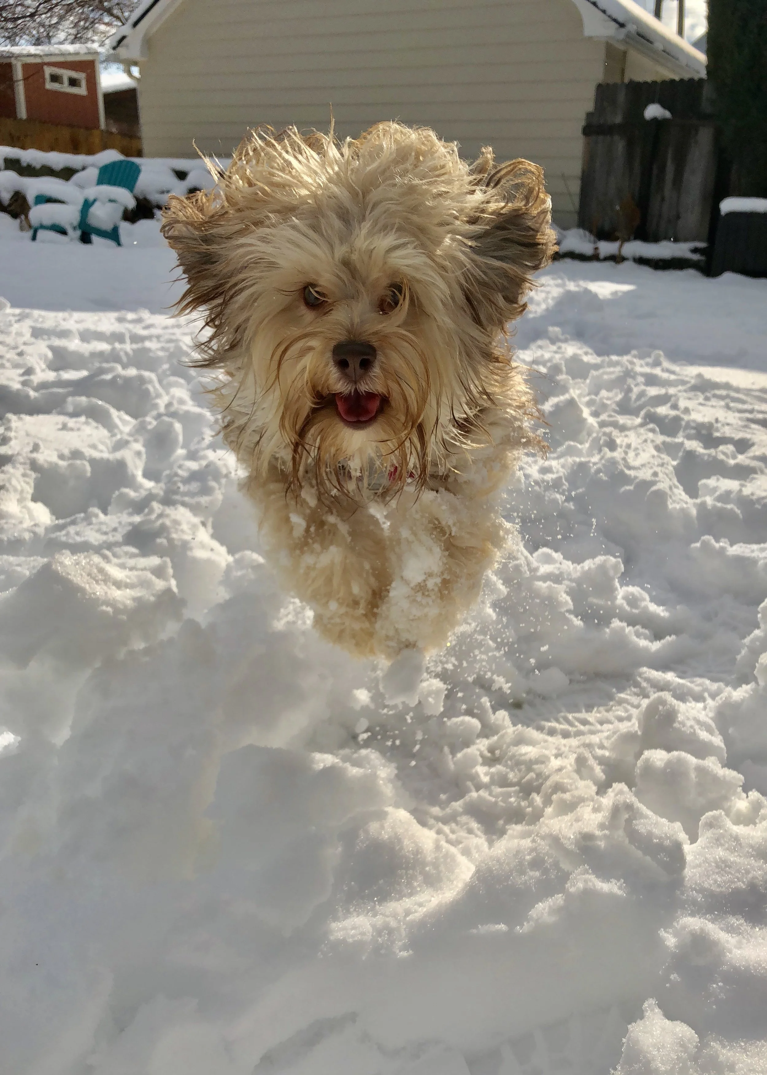 Prepping for a Puppy