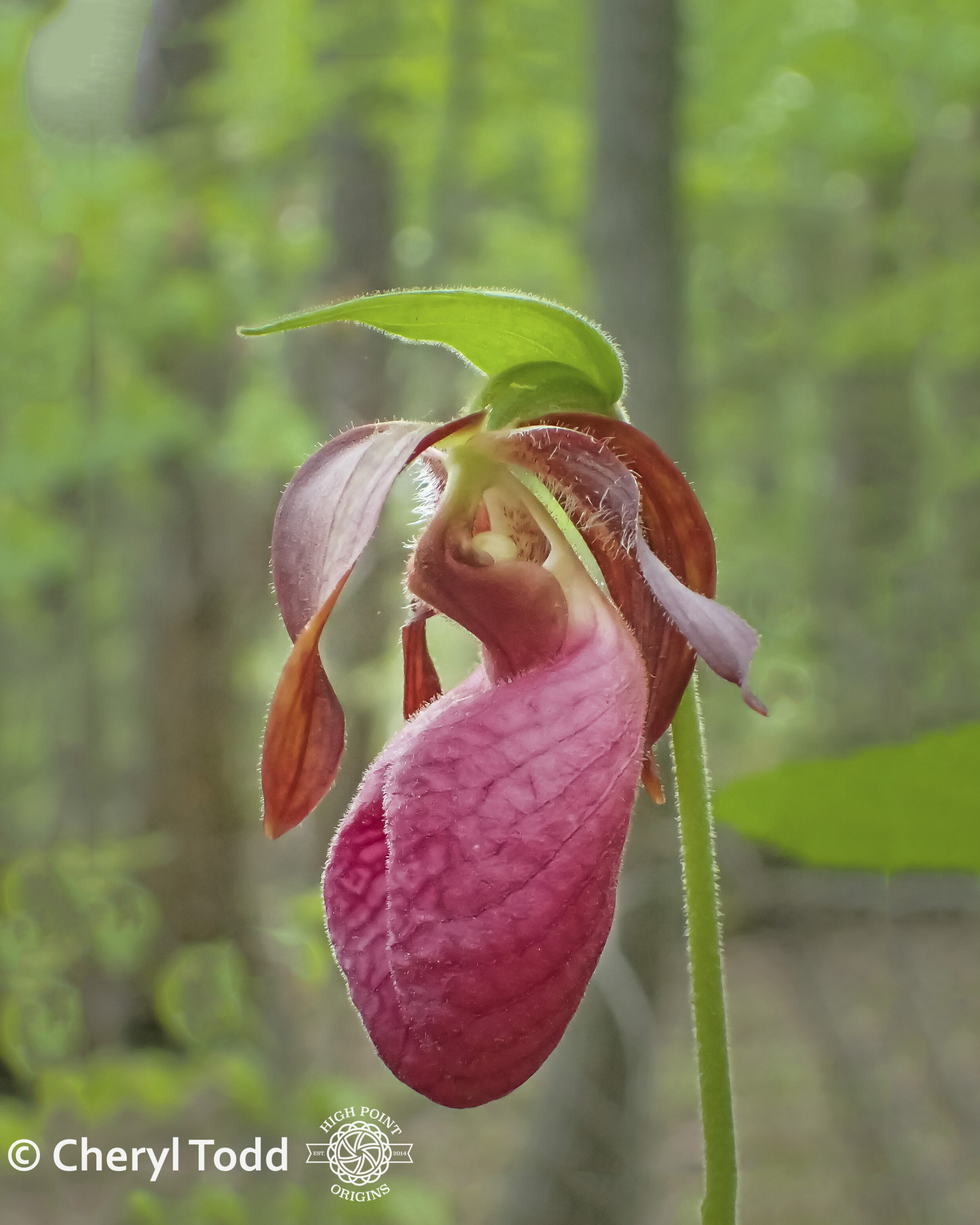 Pink Lady's Slipper Orchid