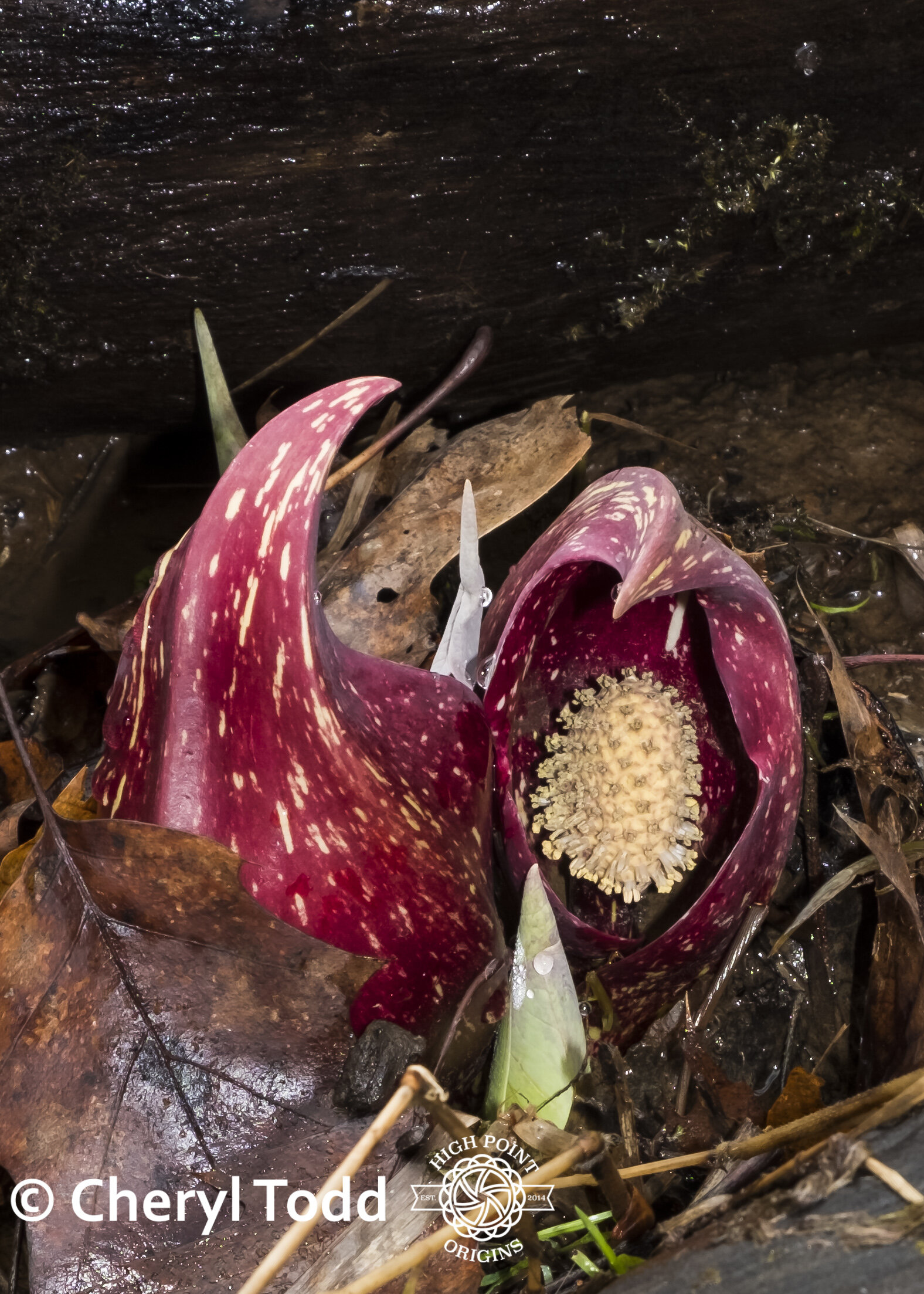 Skunk Cabbage