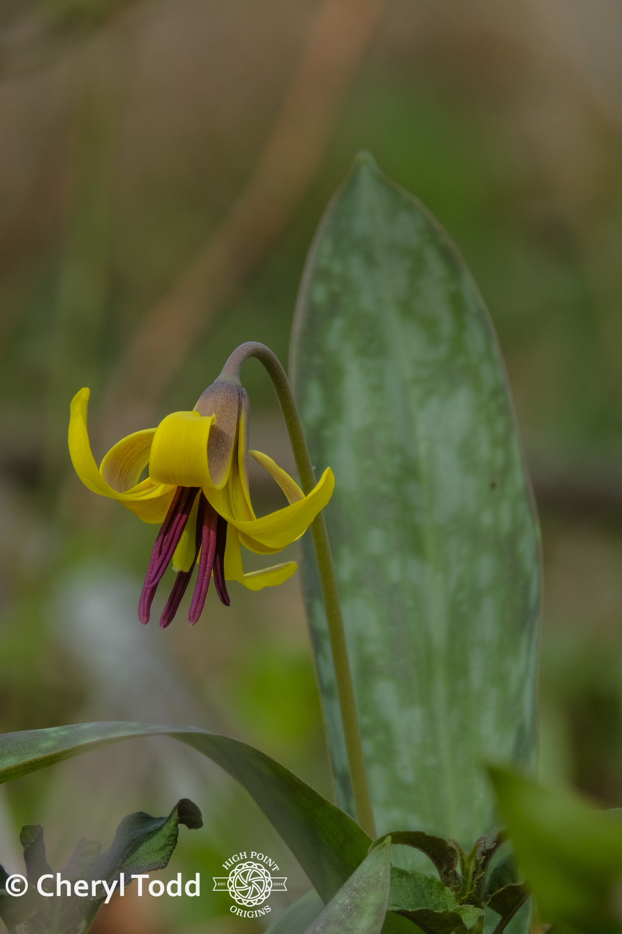 Yellow Trout Lily