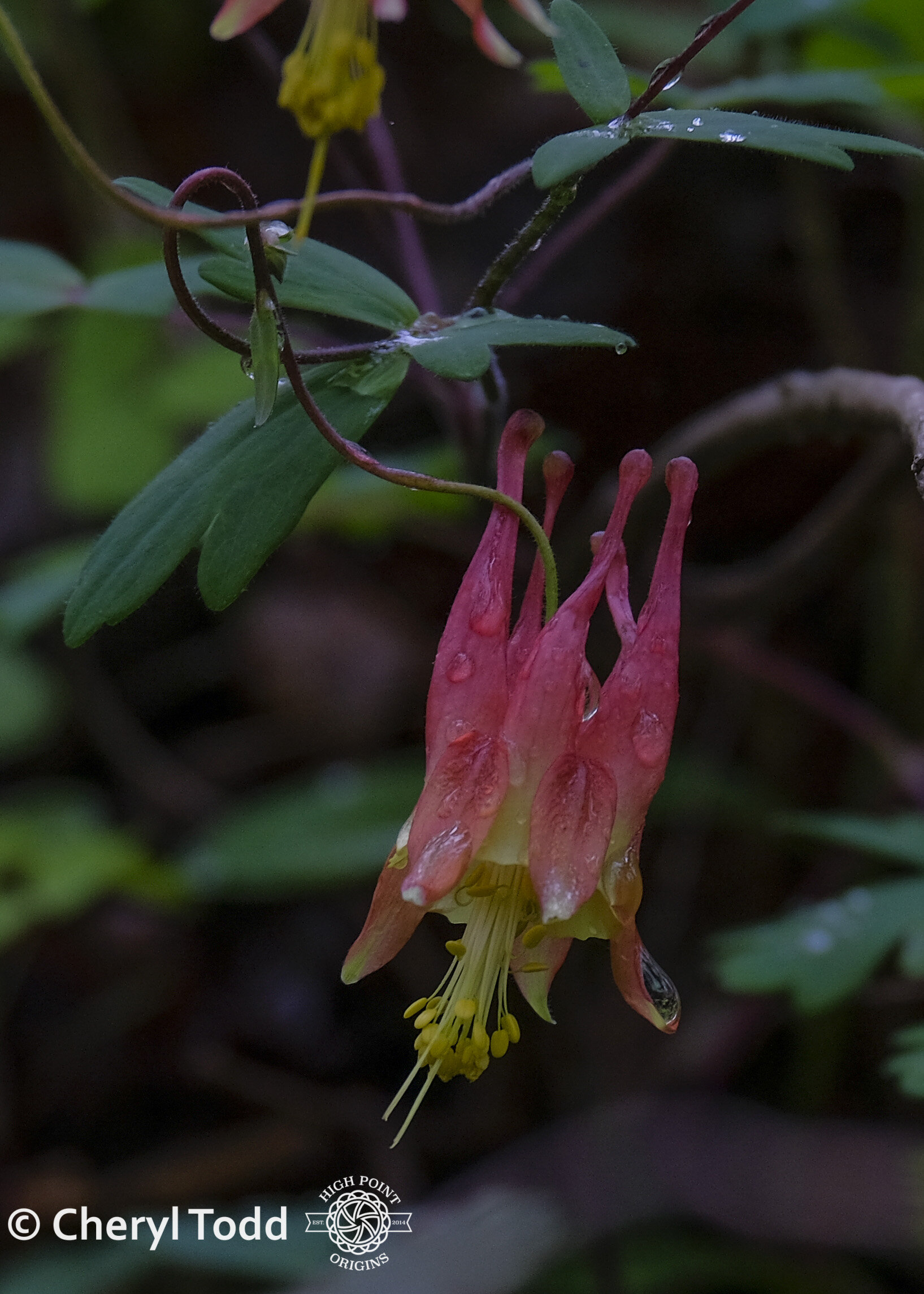 Wild Columbine