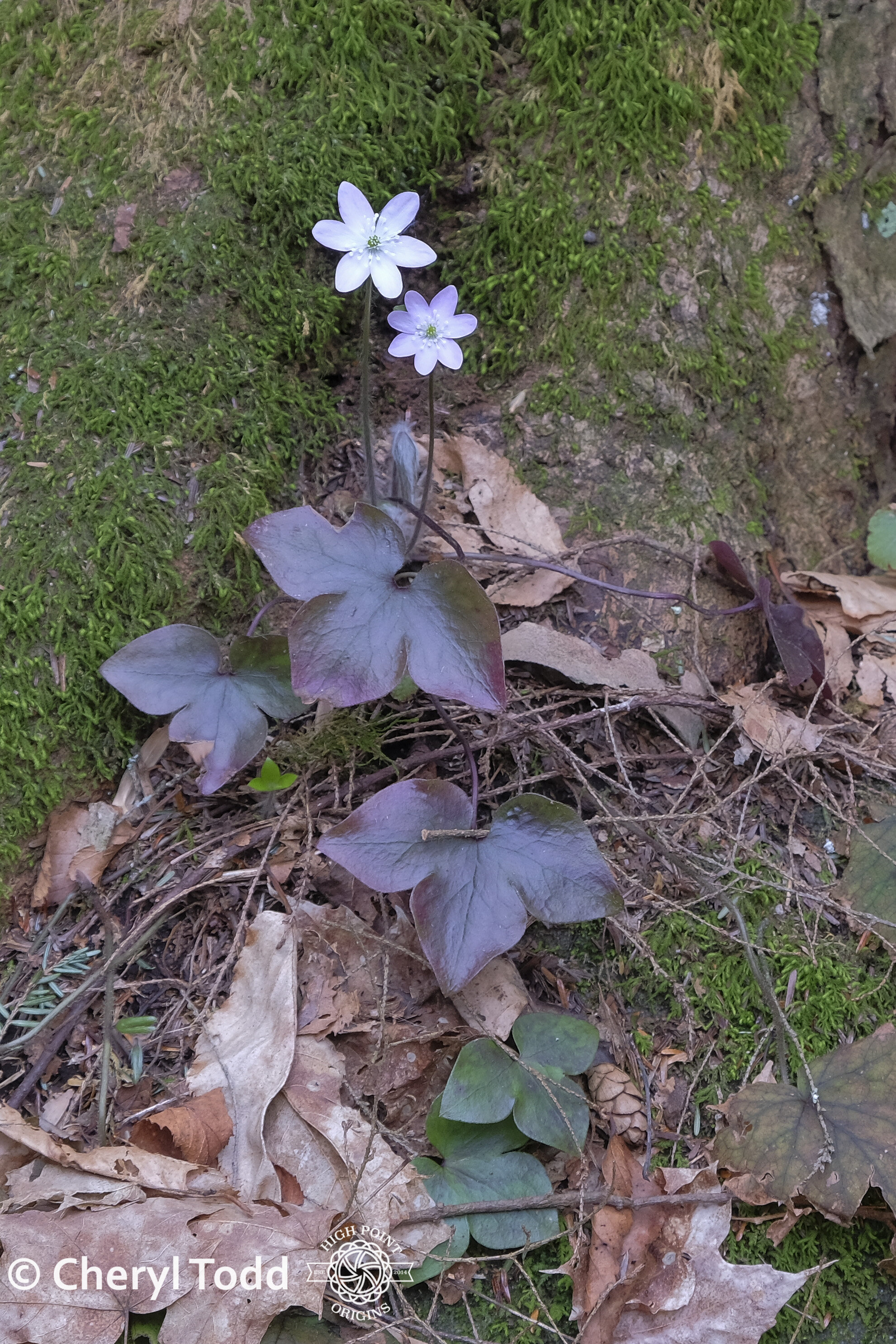 Hepatica