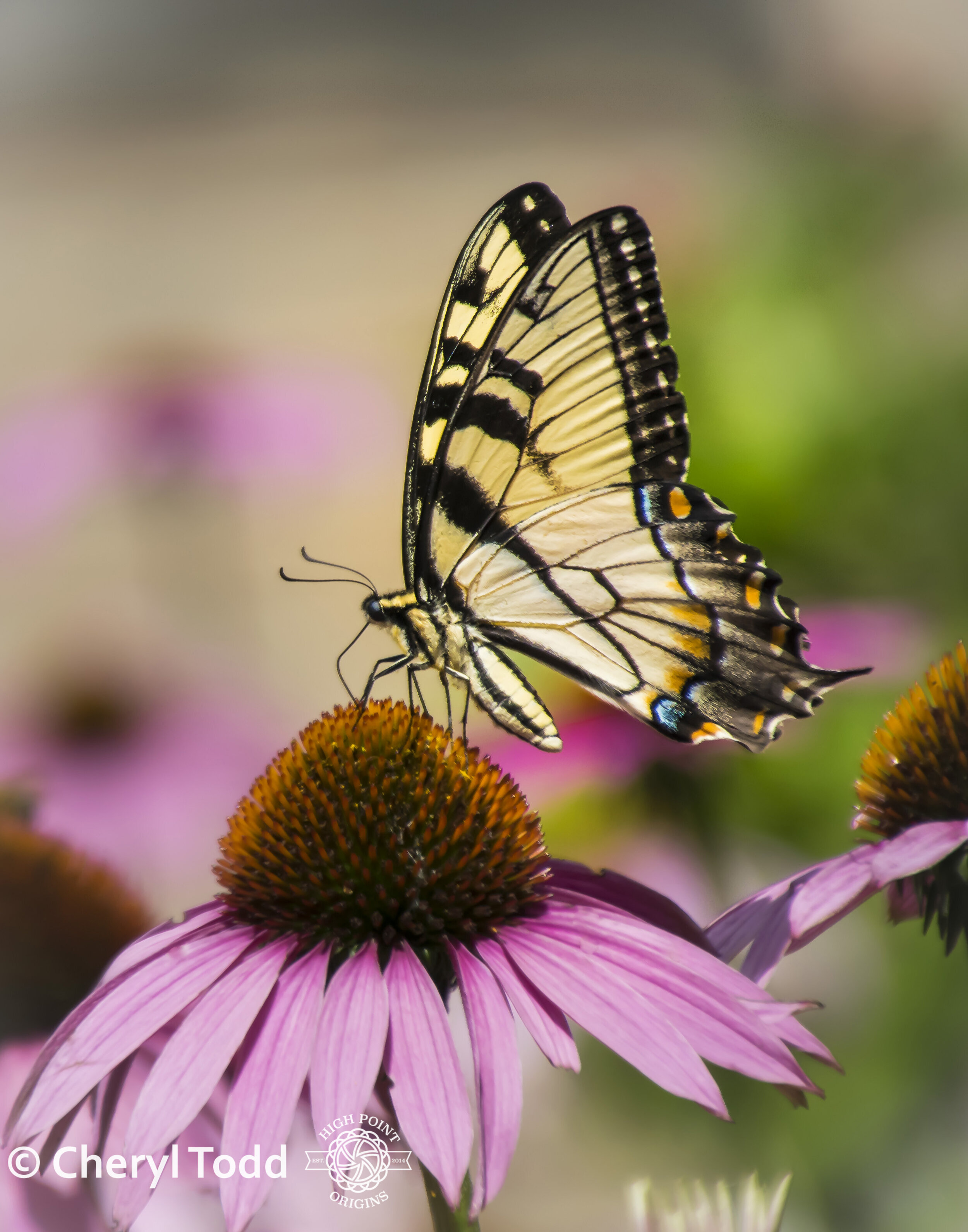 Tiger Swallowtail and Echinacea