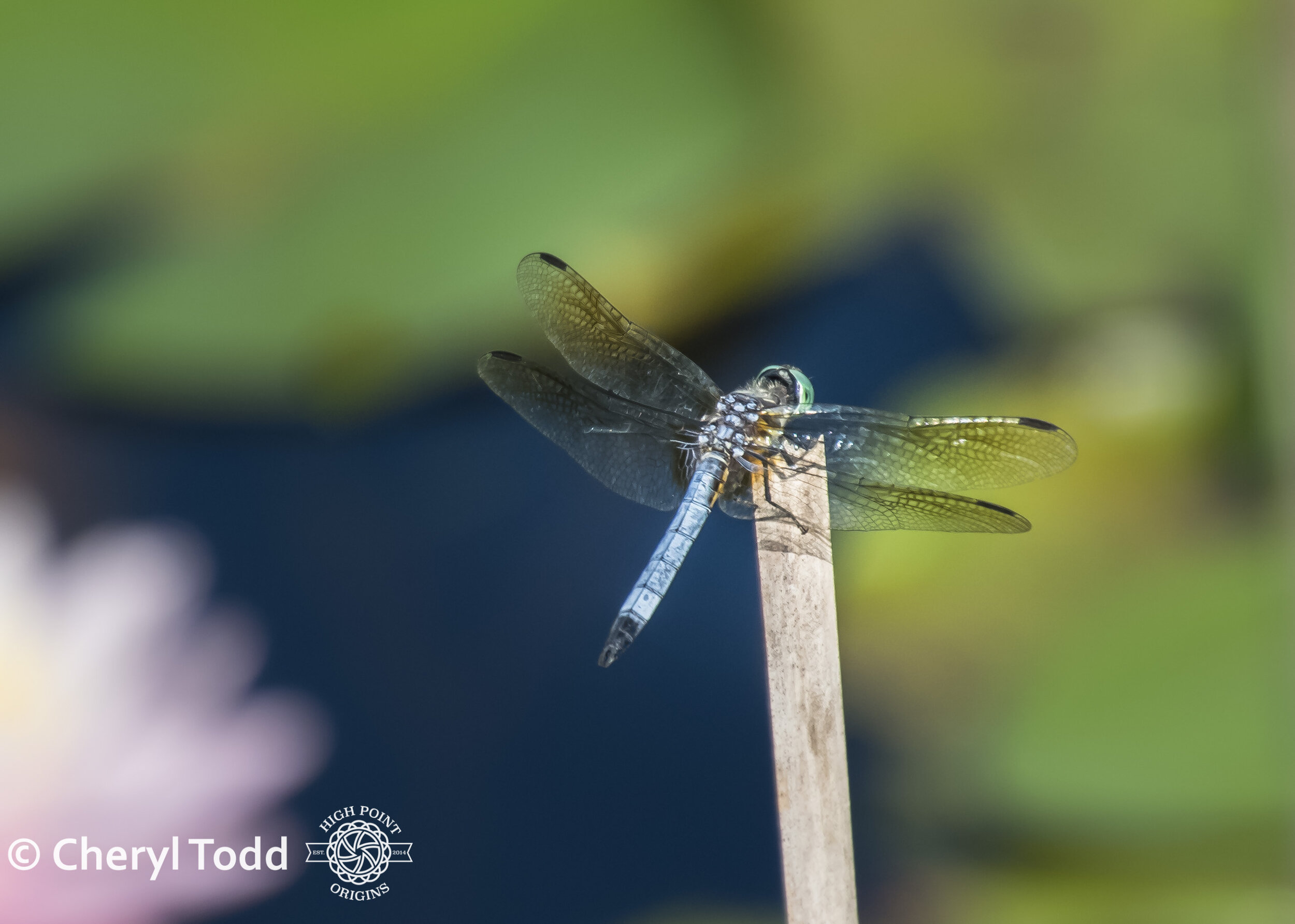 Dragonfly and Lily Pond