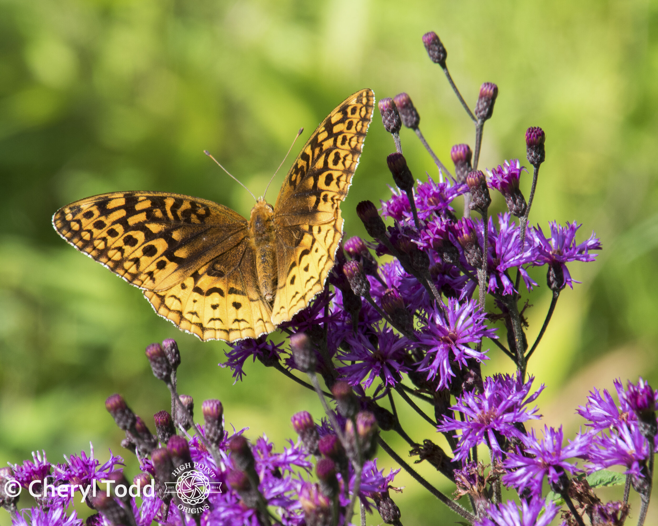 Great Spangled Fritillary and Ironweed  