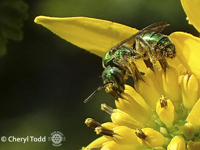 Native Bee and Wingstem