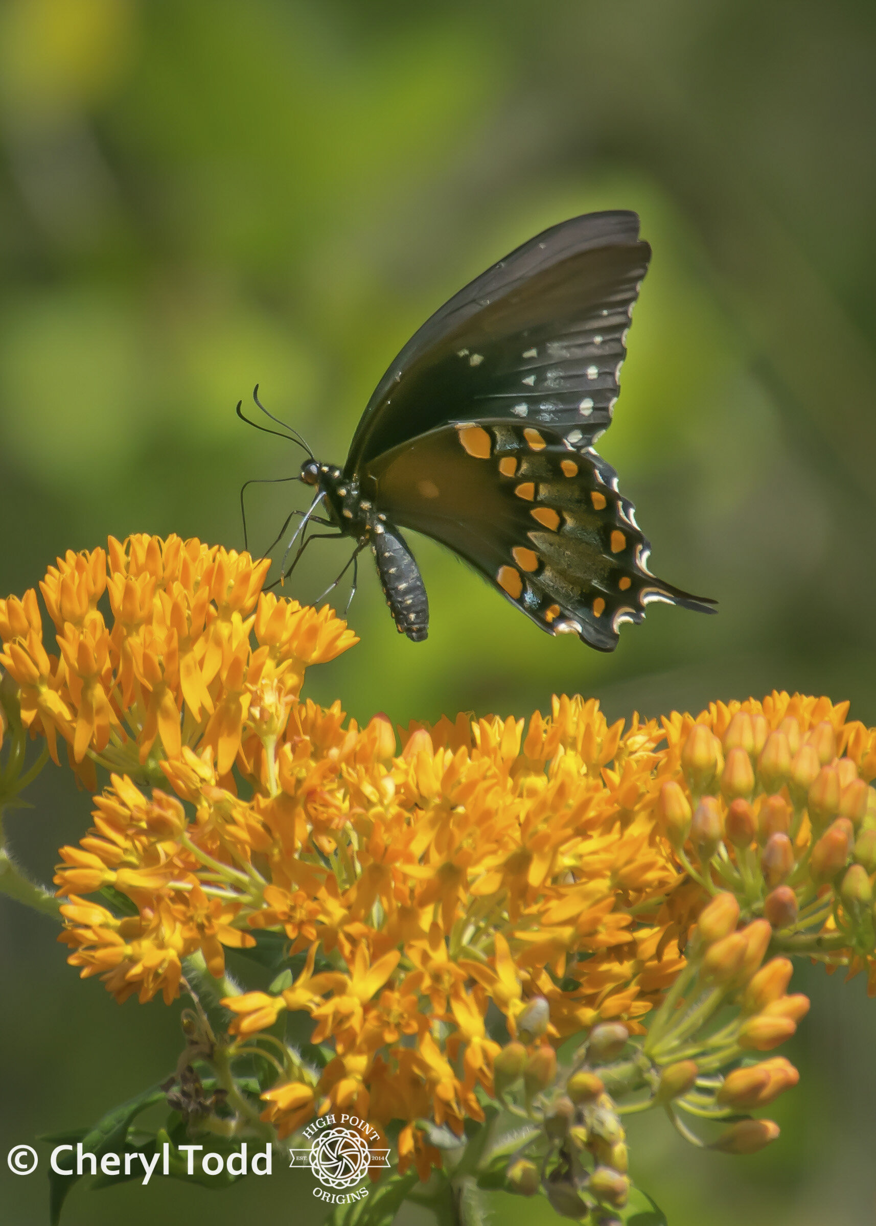 Spicebush Swallowtail and Butterfly Weed