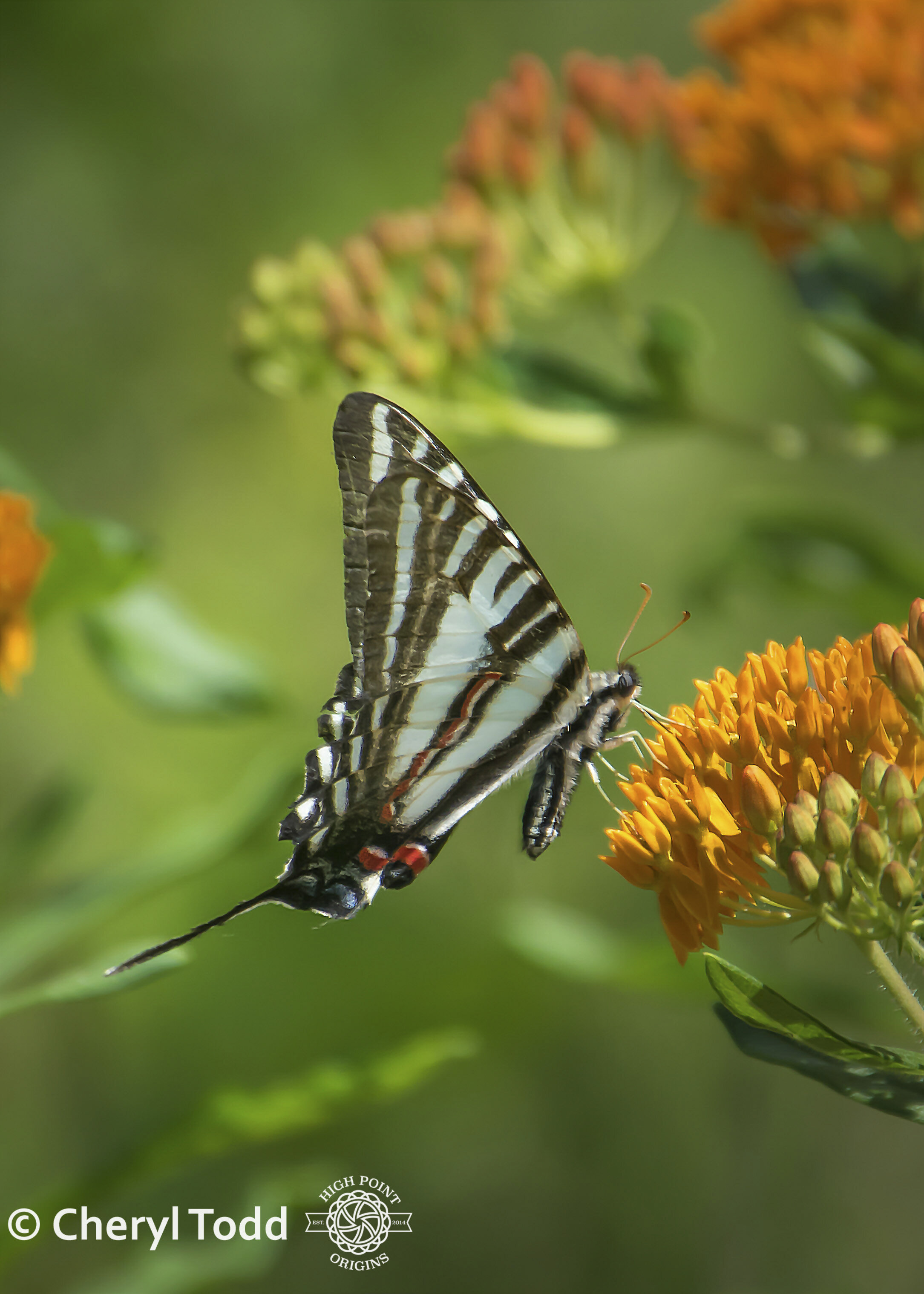 Zebra Swallowtail and Butterfly Weed