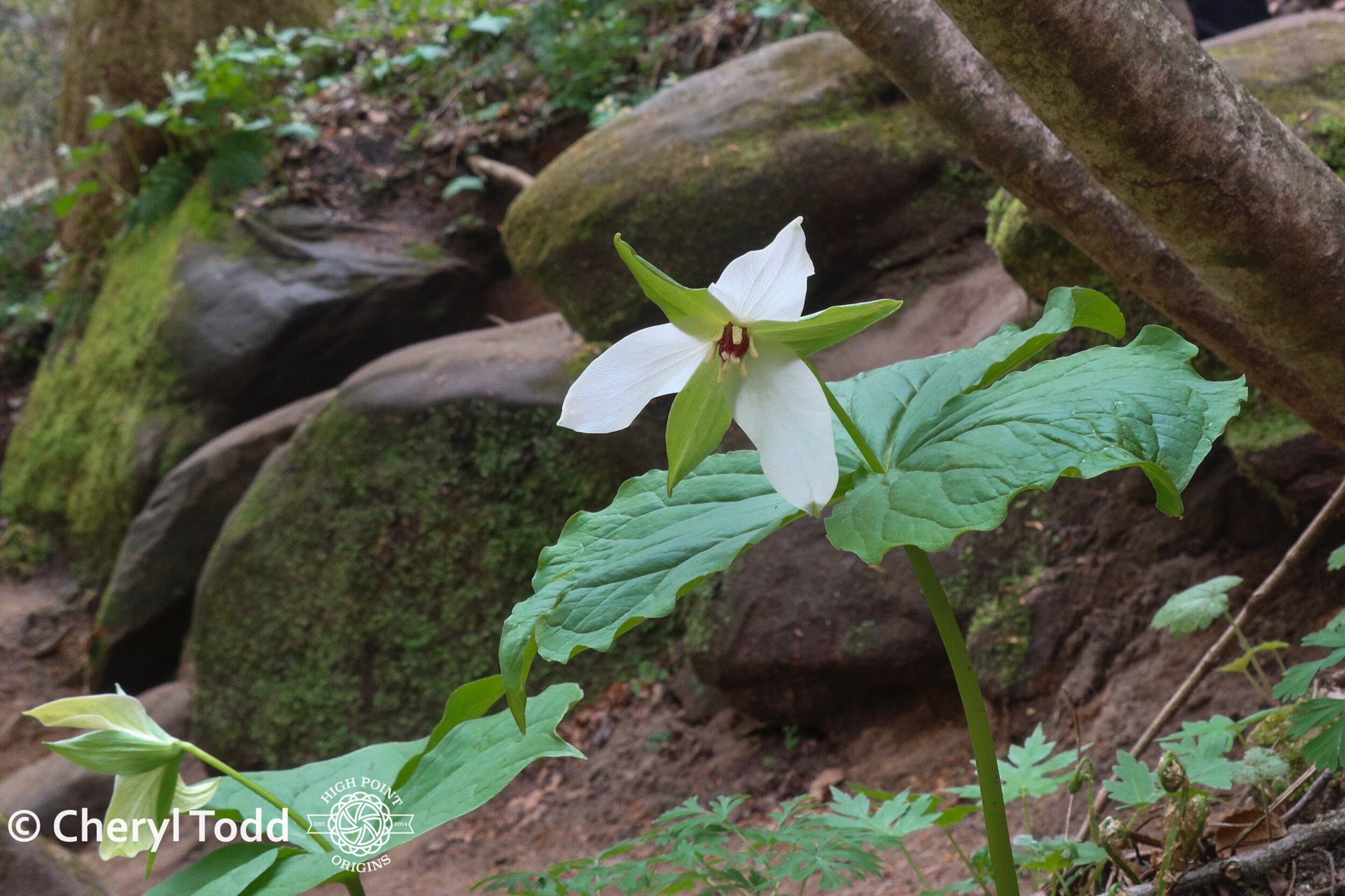 Ted Trillium